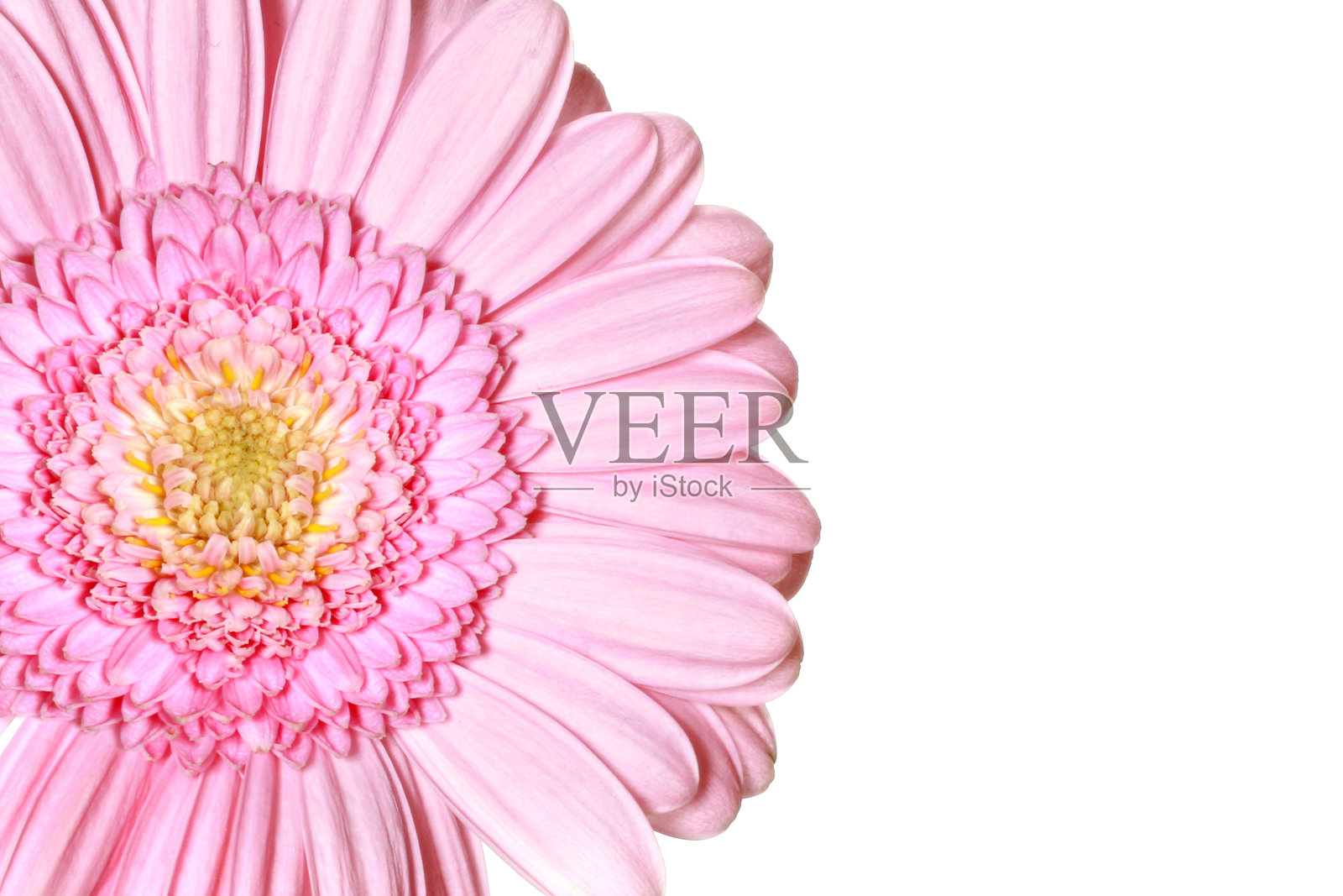 粉红色的非洲菊碎片孤立在白色的背景照片摄影图片