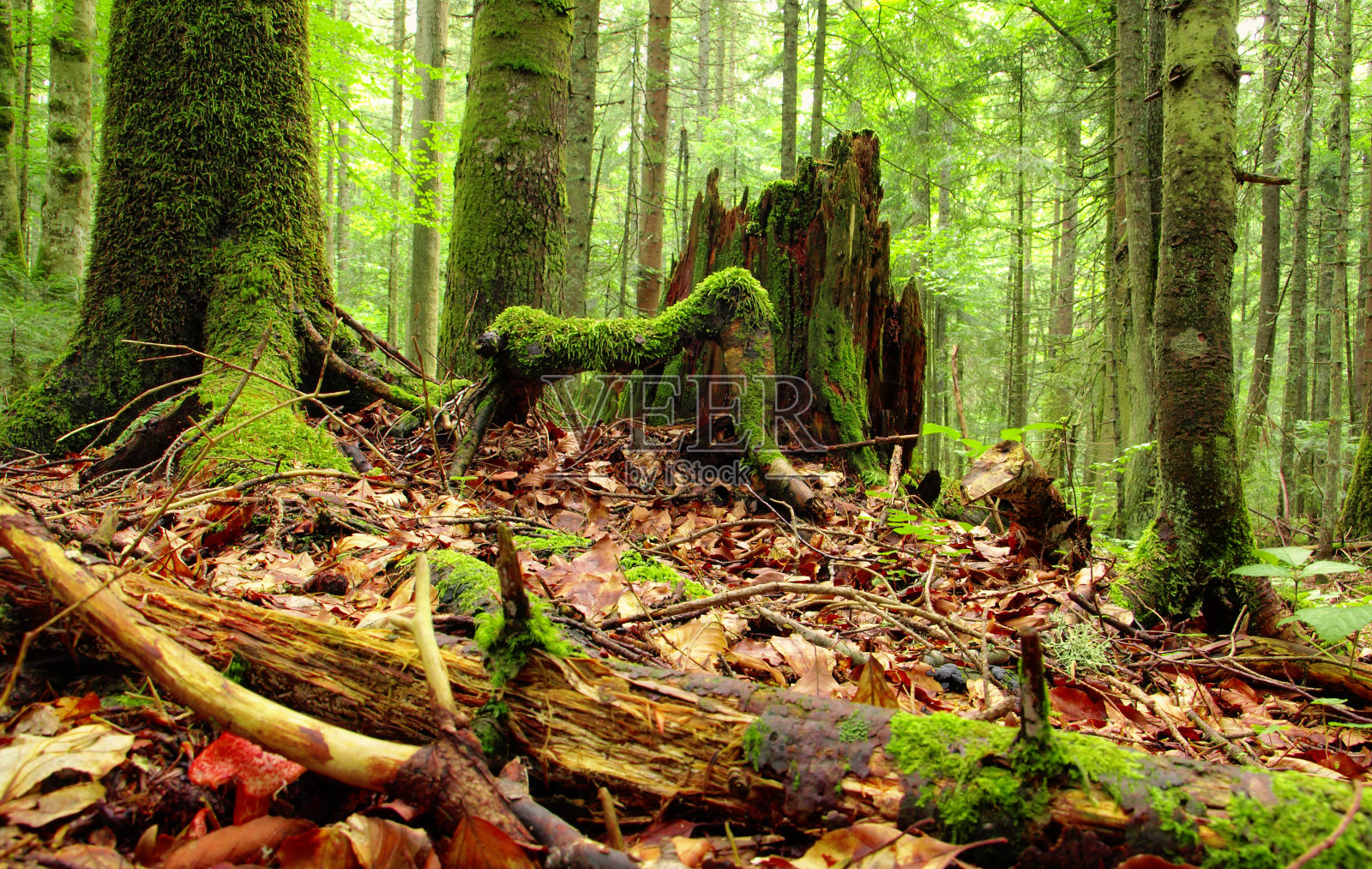 森林照片摄影图片