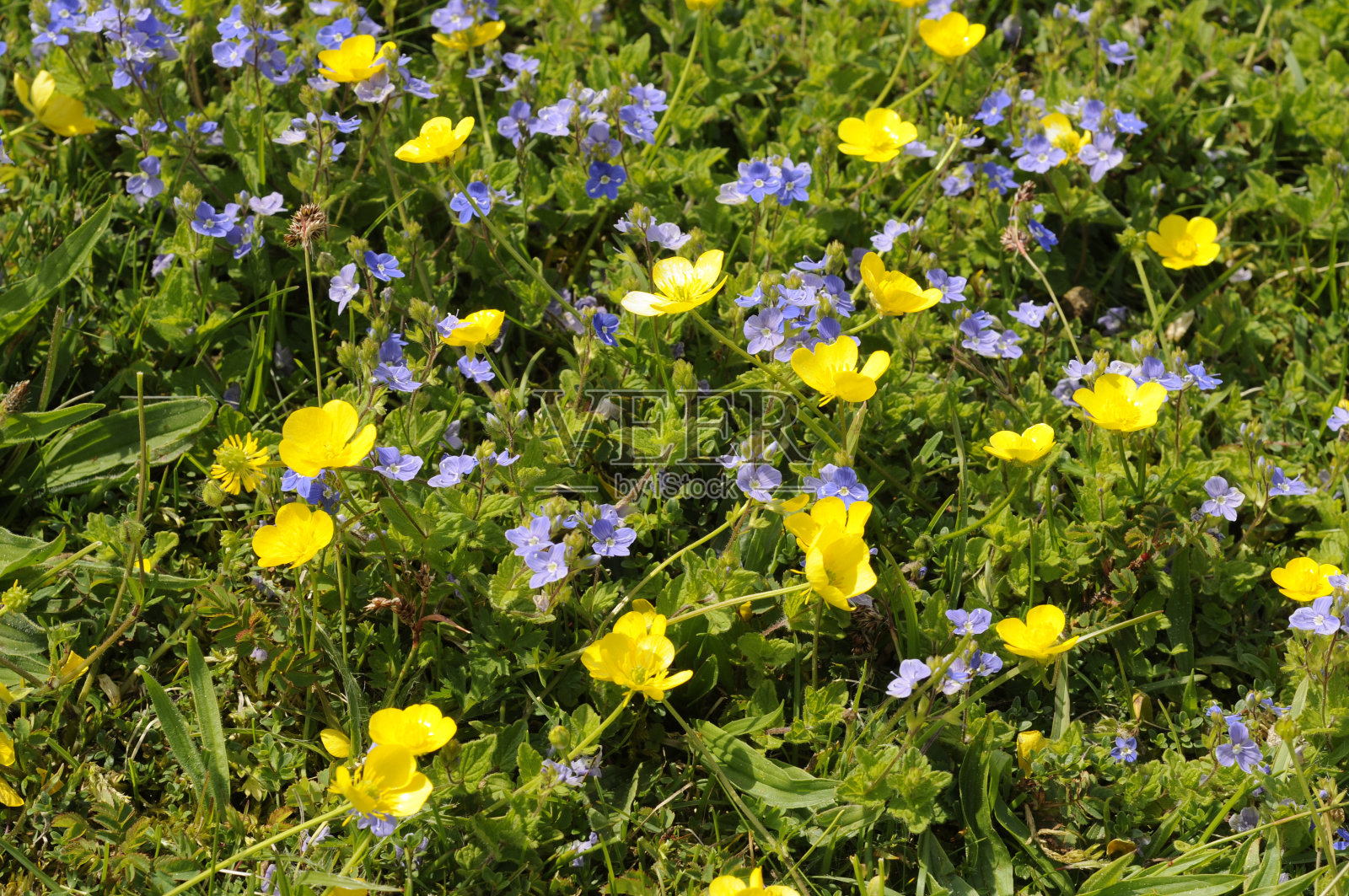 毛茛属植物在石南丛生。照片摄影图片