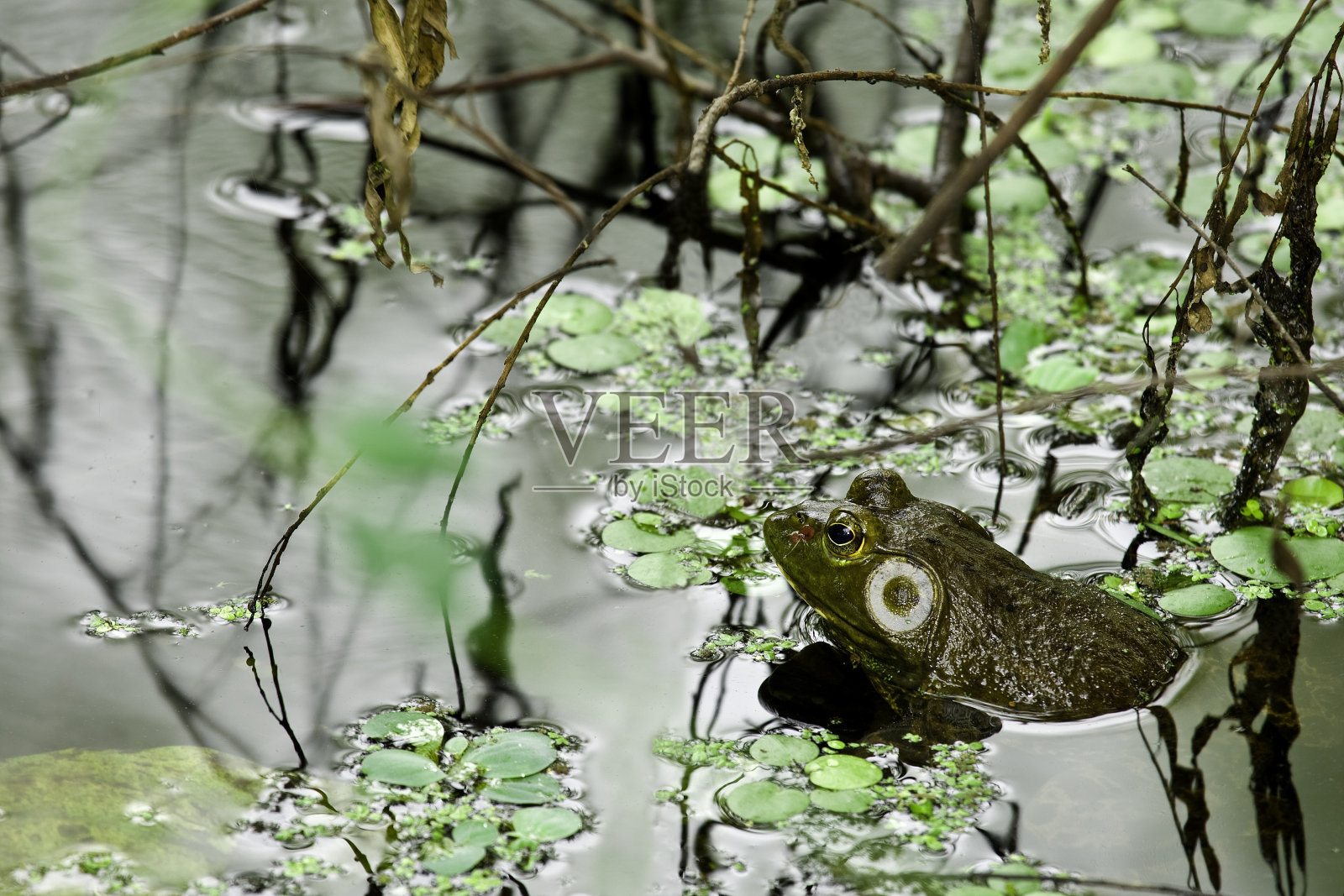 牛蛙照片摄影图片