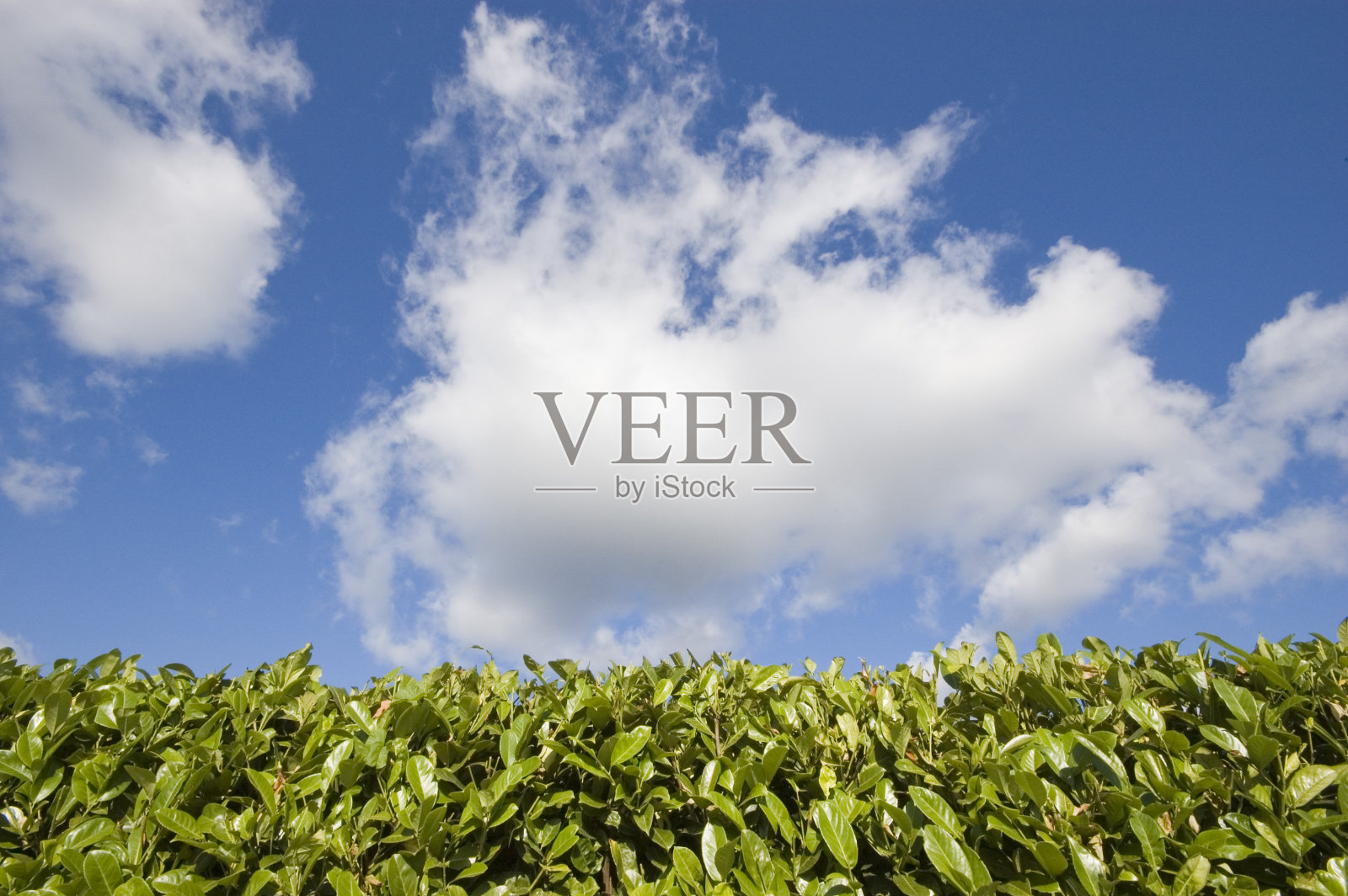 树篱上方蓝色多云的夏日天空照片摄影图片