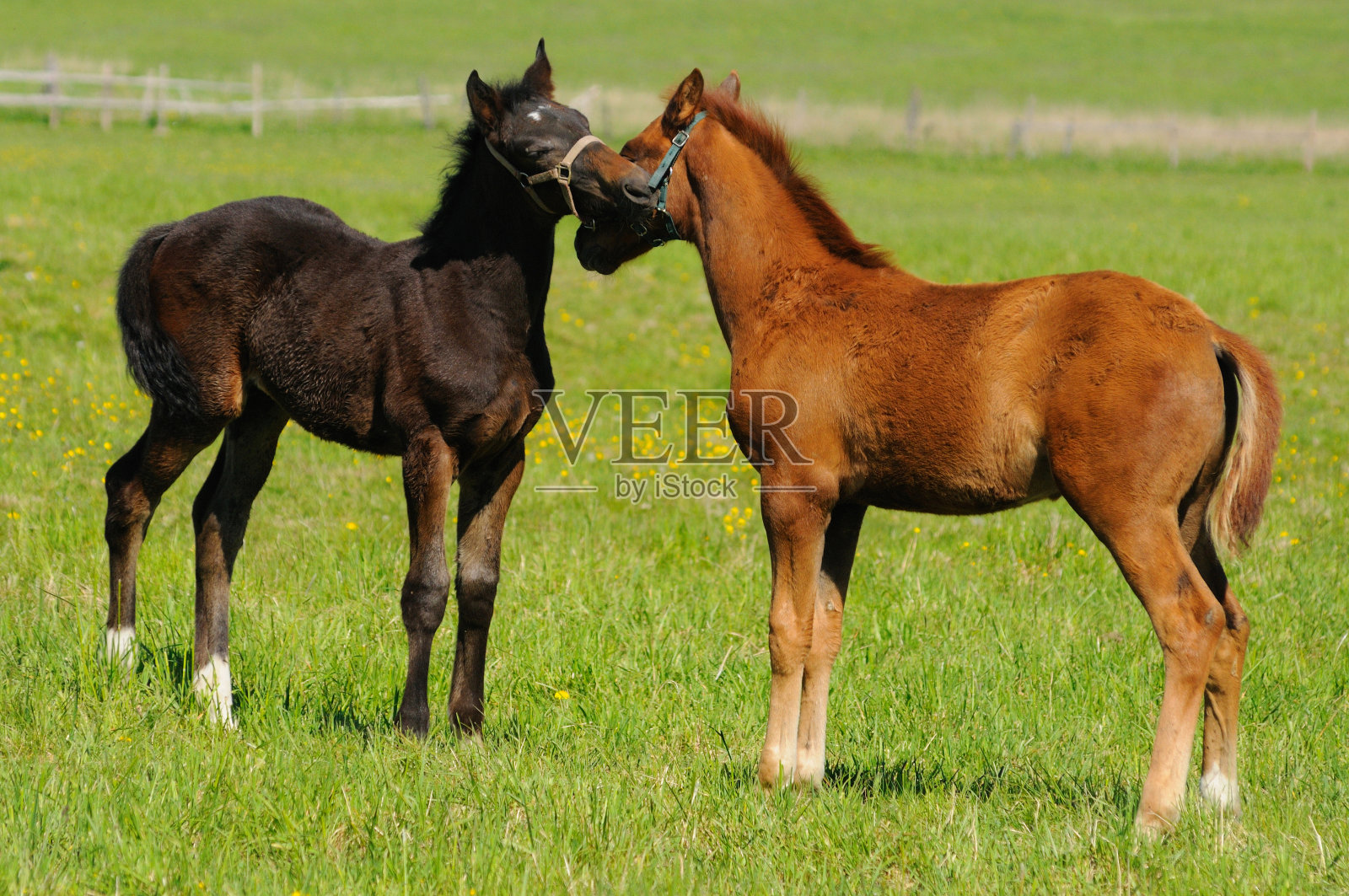 小马驹在现场照片摄影图片