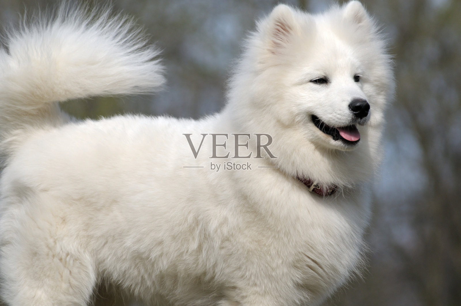 萨莫耶德人的狗照片摄影图片