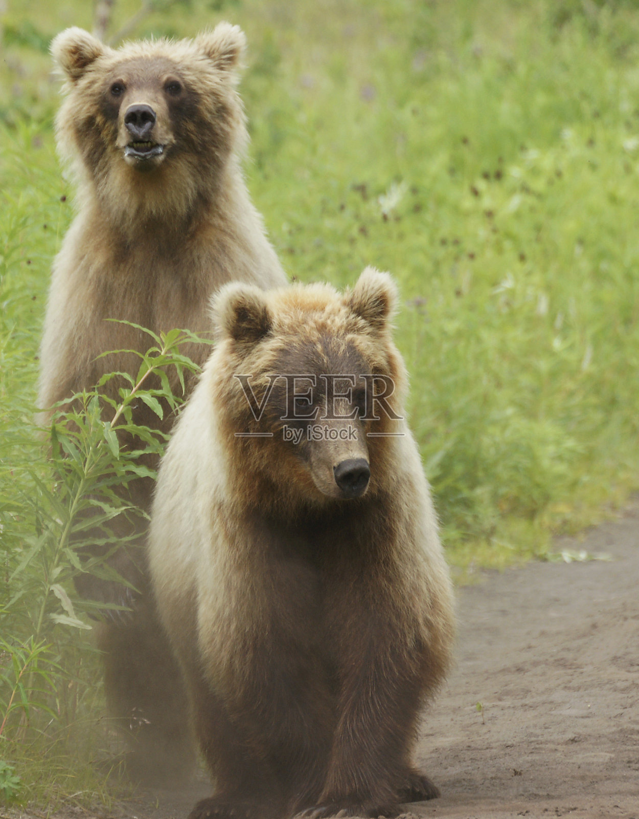 两个熊。照片摄影图片