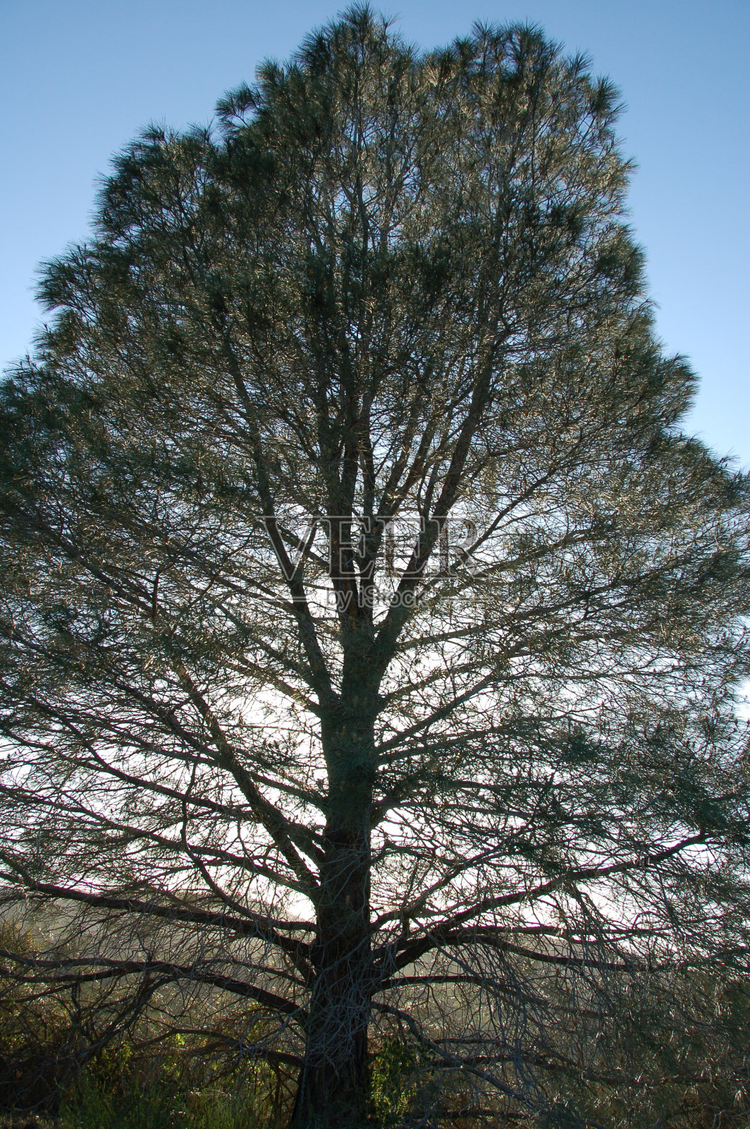 背光树照片摄影图片