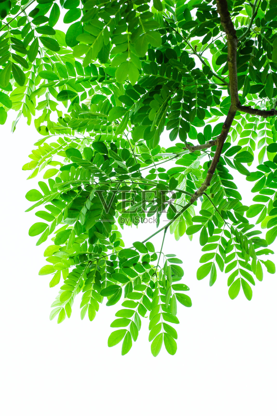 白色背景上的绿叶照片摄影图片