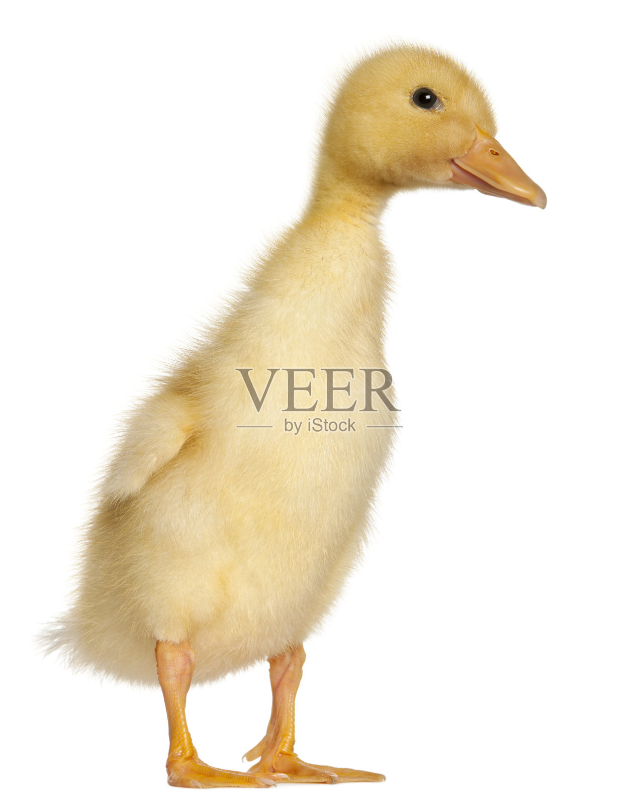 1周大的小鸭子站在白色背景前照片摄影图片