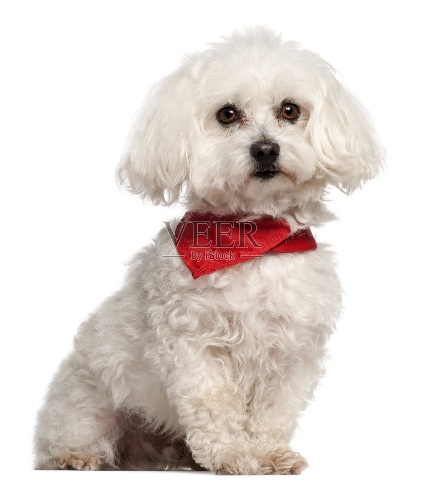 比雄FrisâÂ©，7岁照片摄影图片