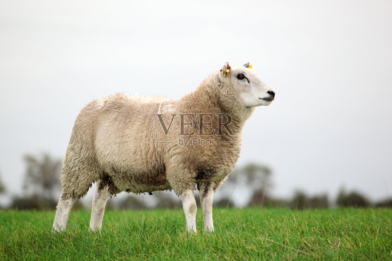 羊在概要文件照片摄影图片