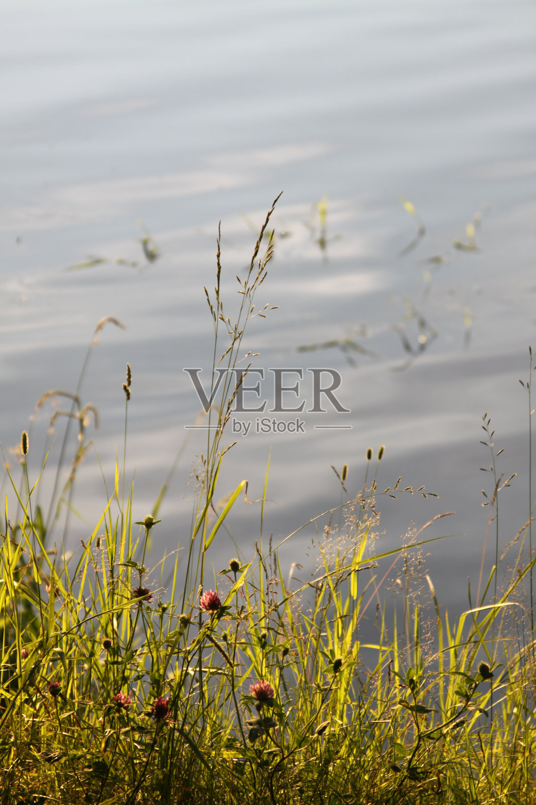 夕阳中的三叶草照片摄影图片