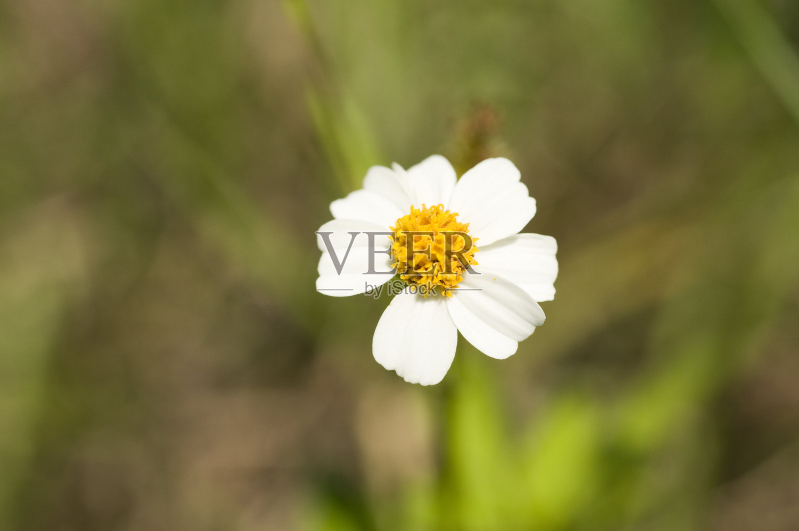 白花的特写照片摄影图片