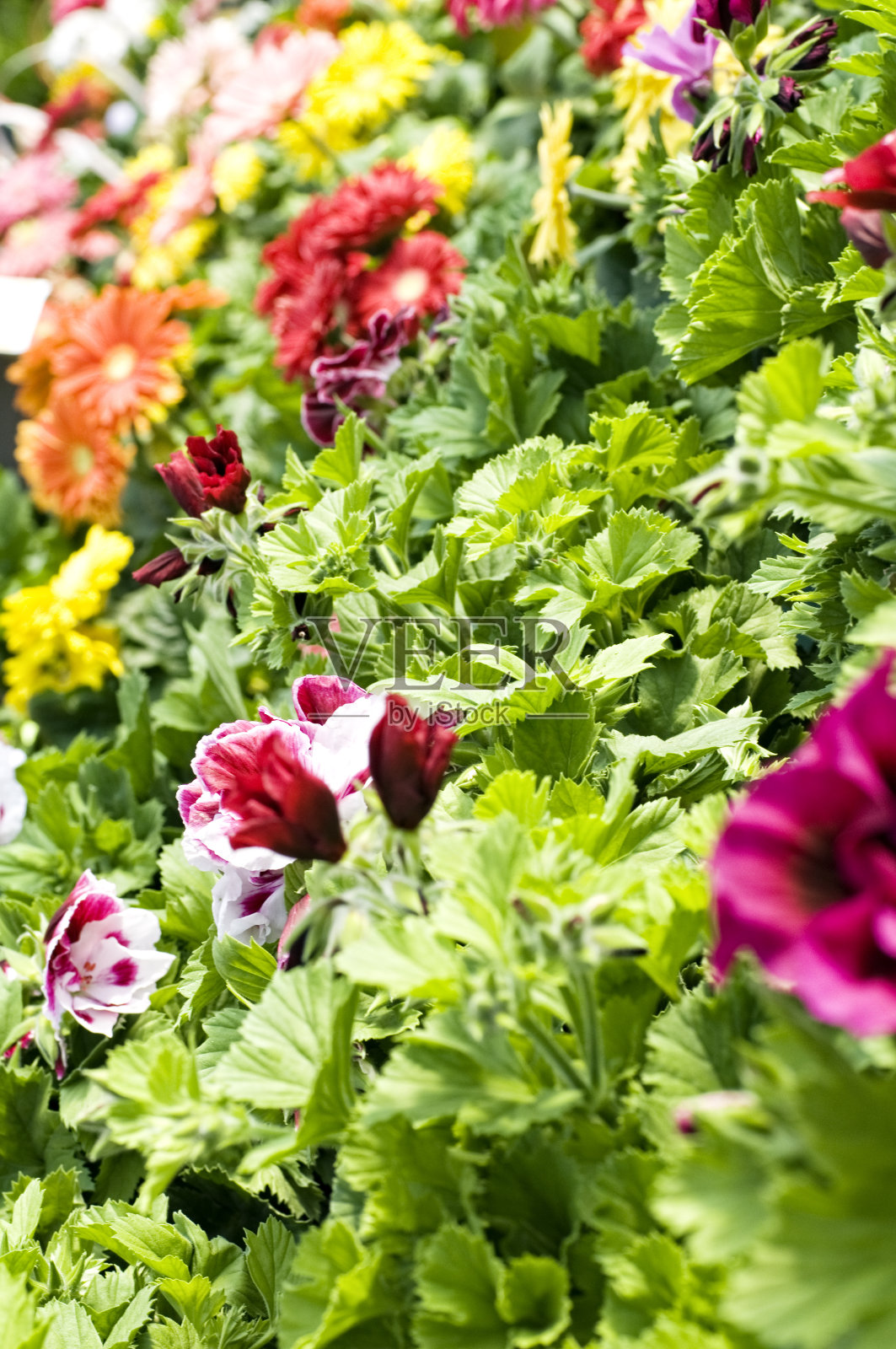 温室，鲜花盛开照片摄影图片