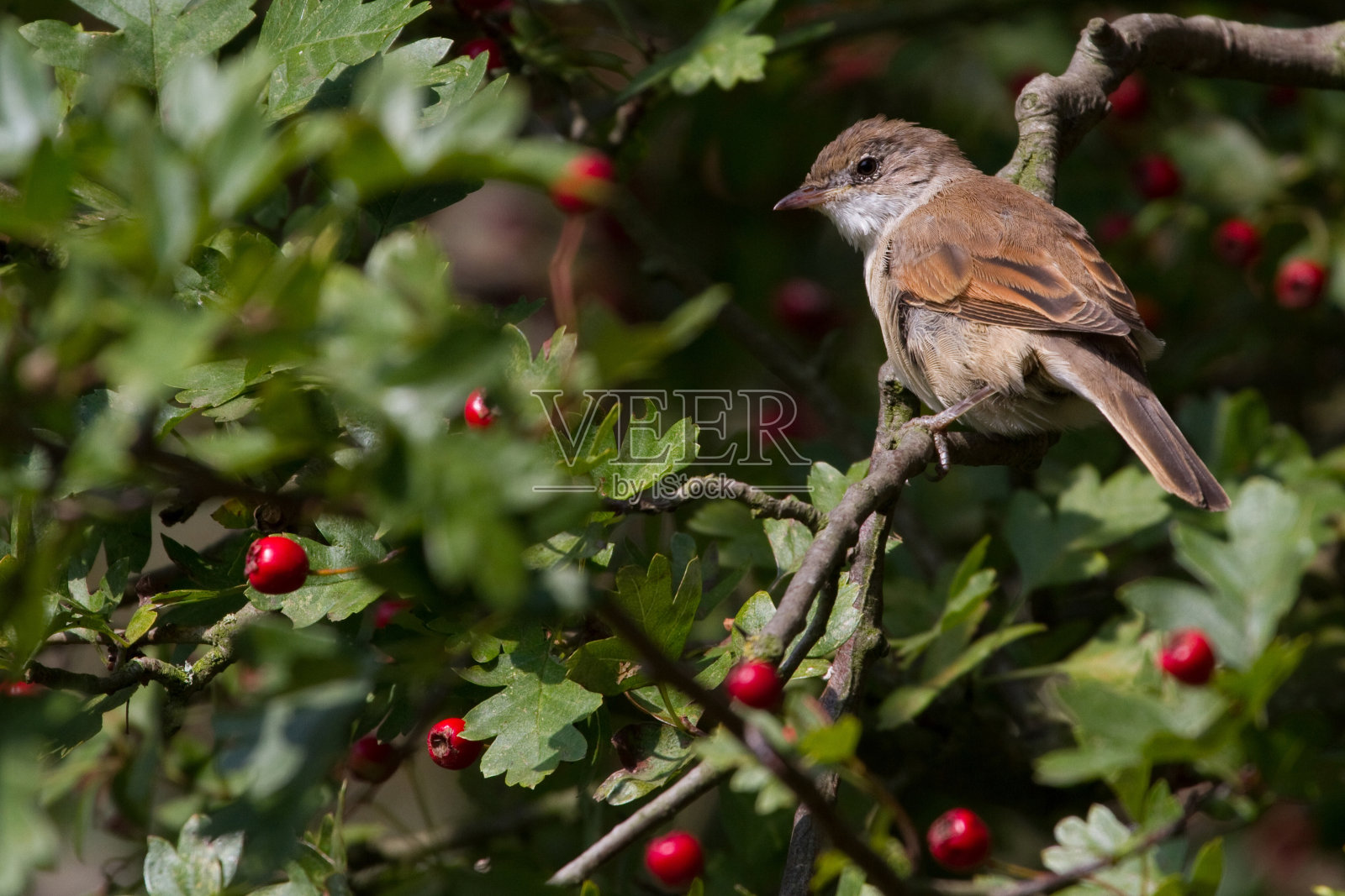 白喉莺(西尔维娅普通的)照片摄影图片