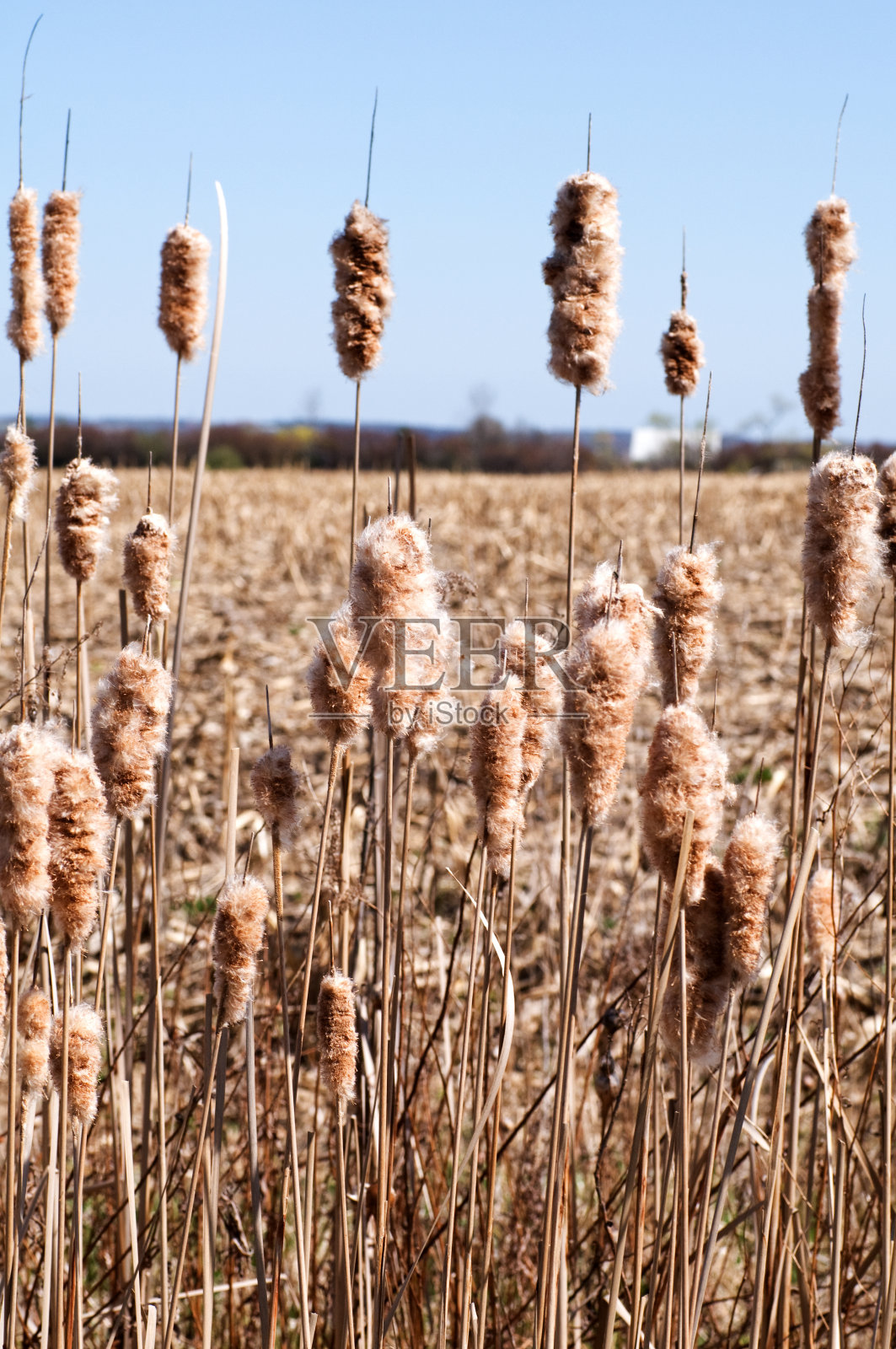 春天的猫尾巴在风中，蓝天照片摄影图片