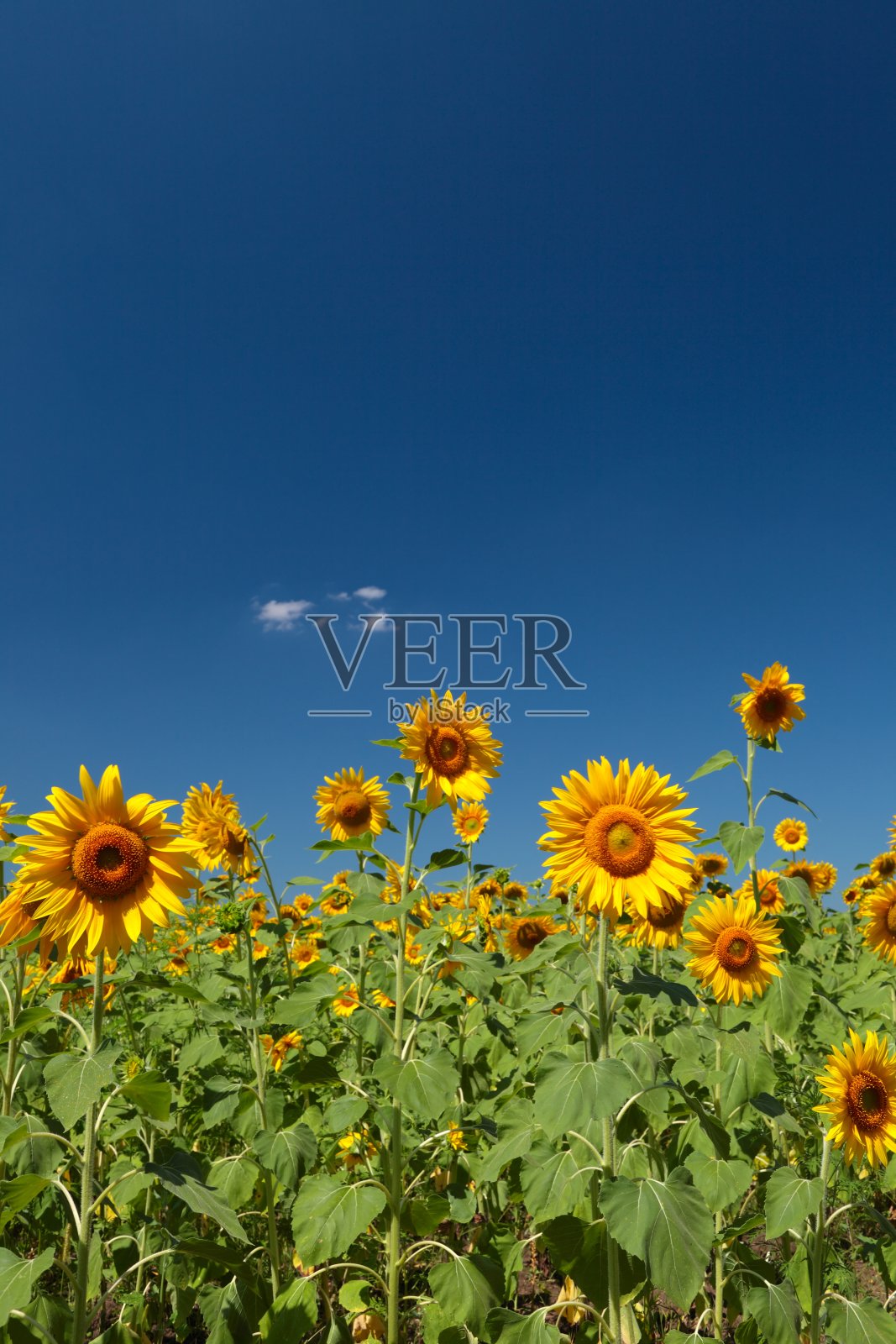 向日葵照片摄影图片