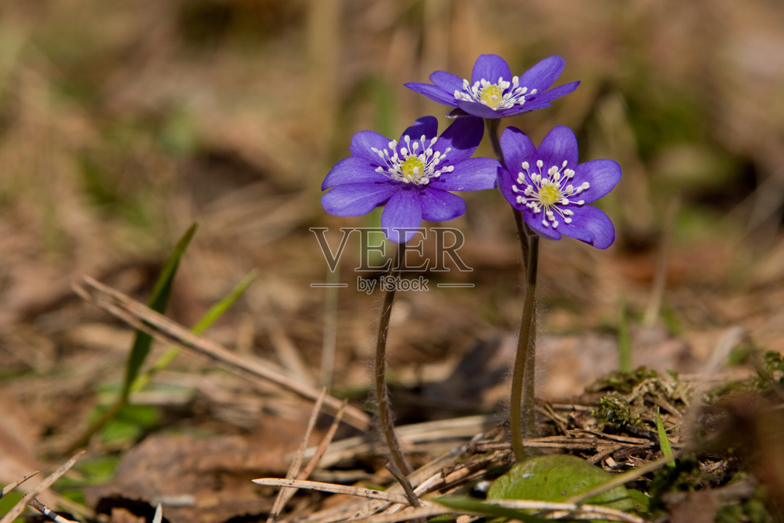 阿尼莫内·赫帕蒂卡照片摄影图片