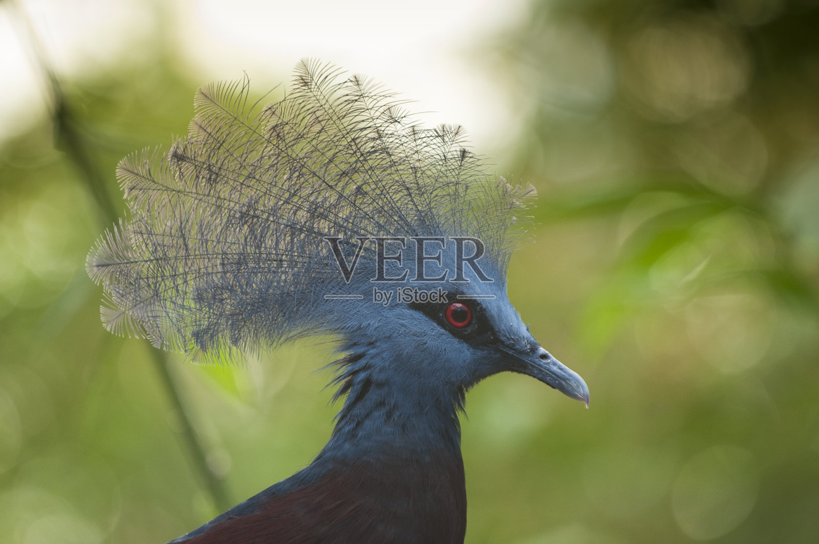 色彩斑斓的鸟冠照片摄影图片