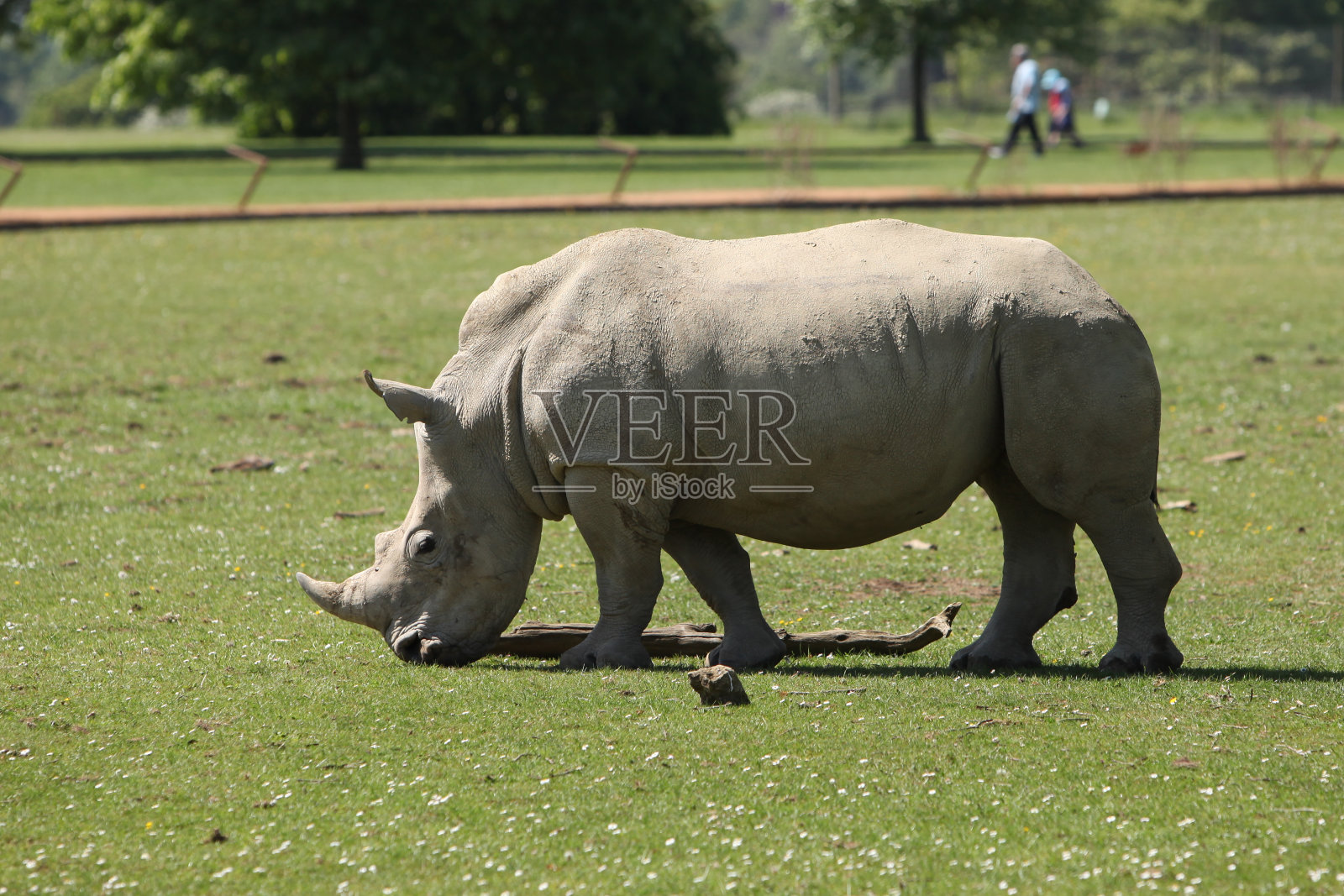 白犀牛照片摄影图片