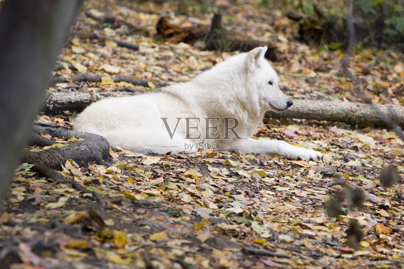 狼照片摄影图片