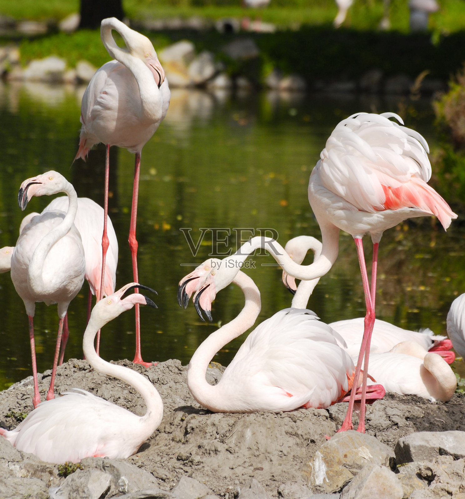 火烈鸟照片摄影图片