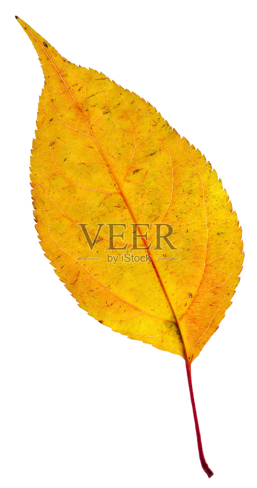 秋天的叶子照片摄影图片