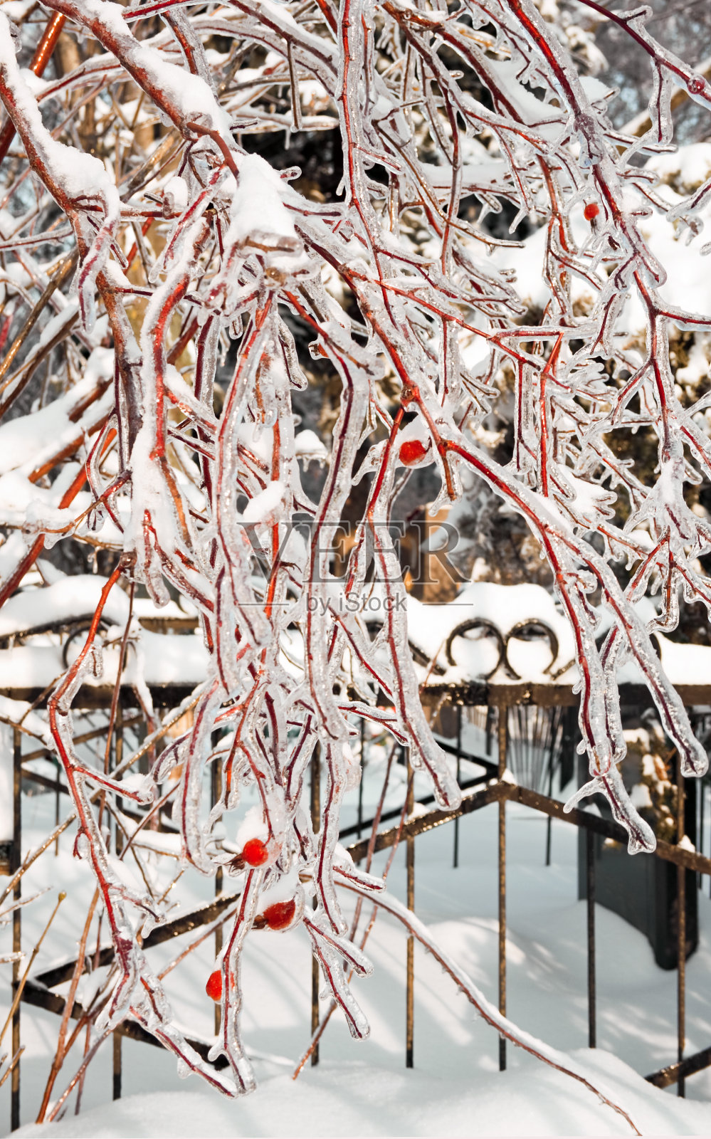 脆弱照片摄影图片