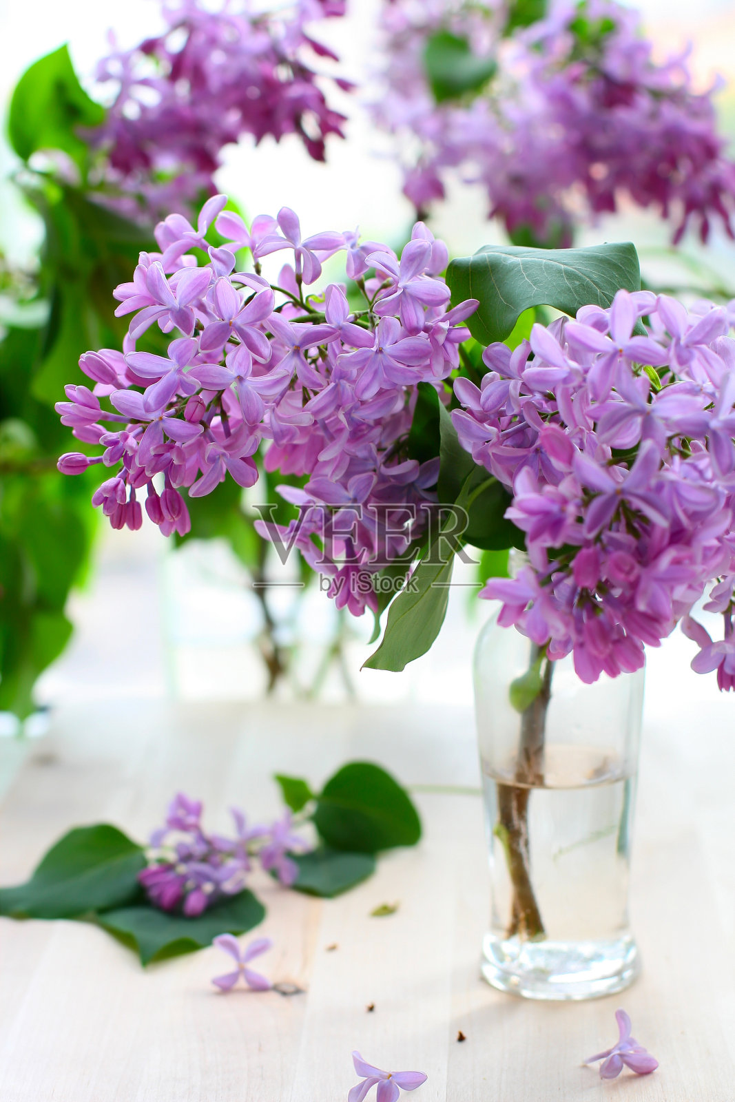 淡紫色照片摄影图片