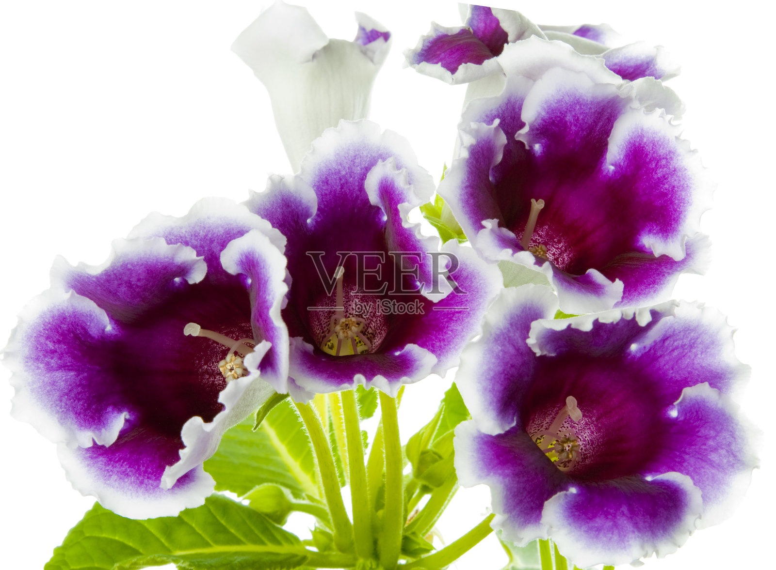 大岩桐照片摄影图片