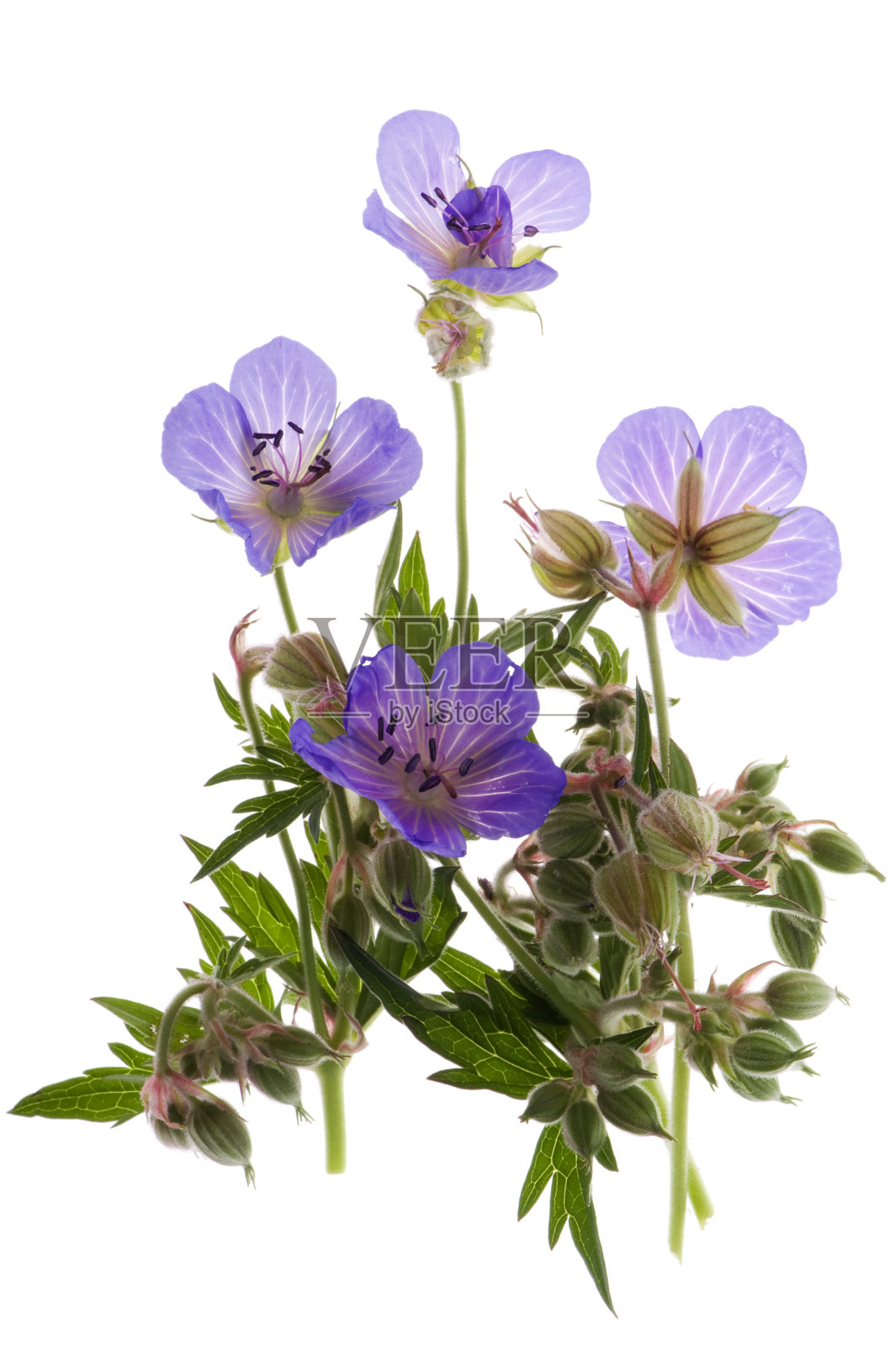 装饰花照片摄影图片