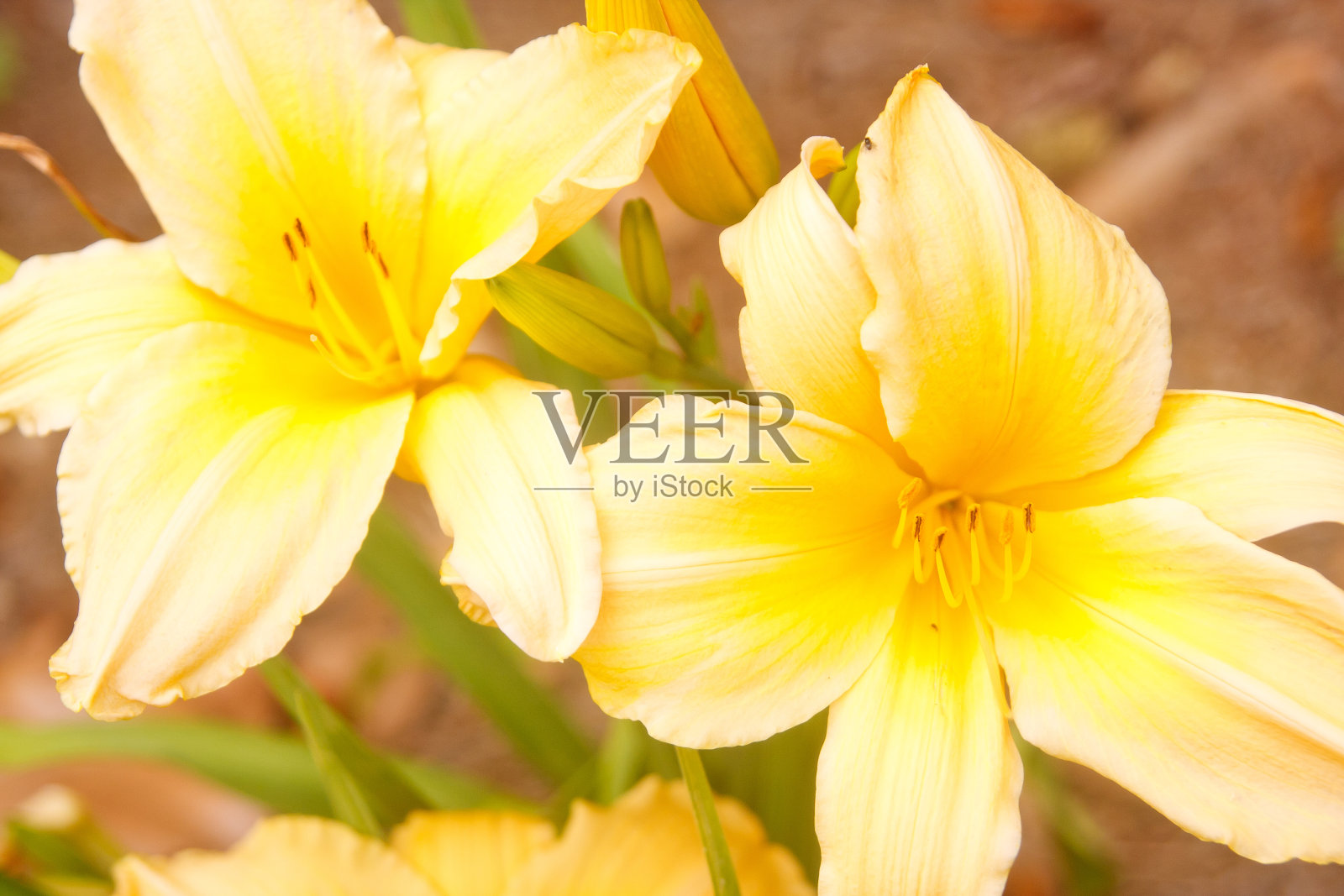 两株黄黄的百合花照片摄影图片