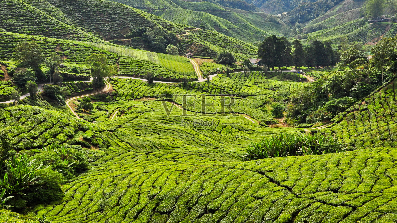 茶叶种植园，卡梅隆高地，马来西亚照片摄影图片