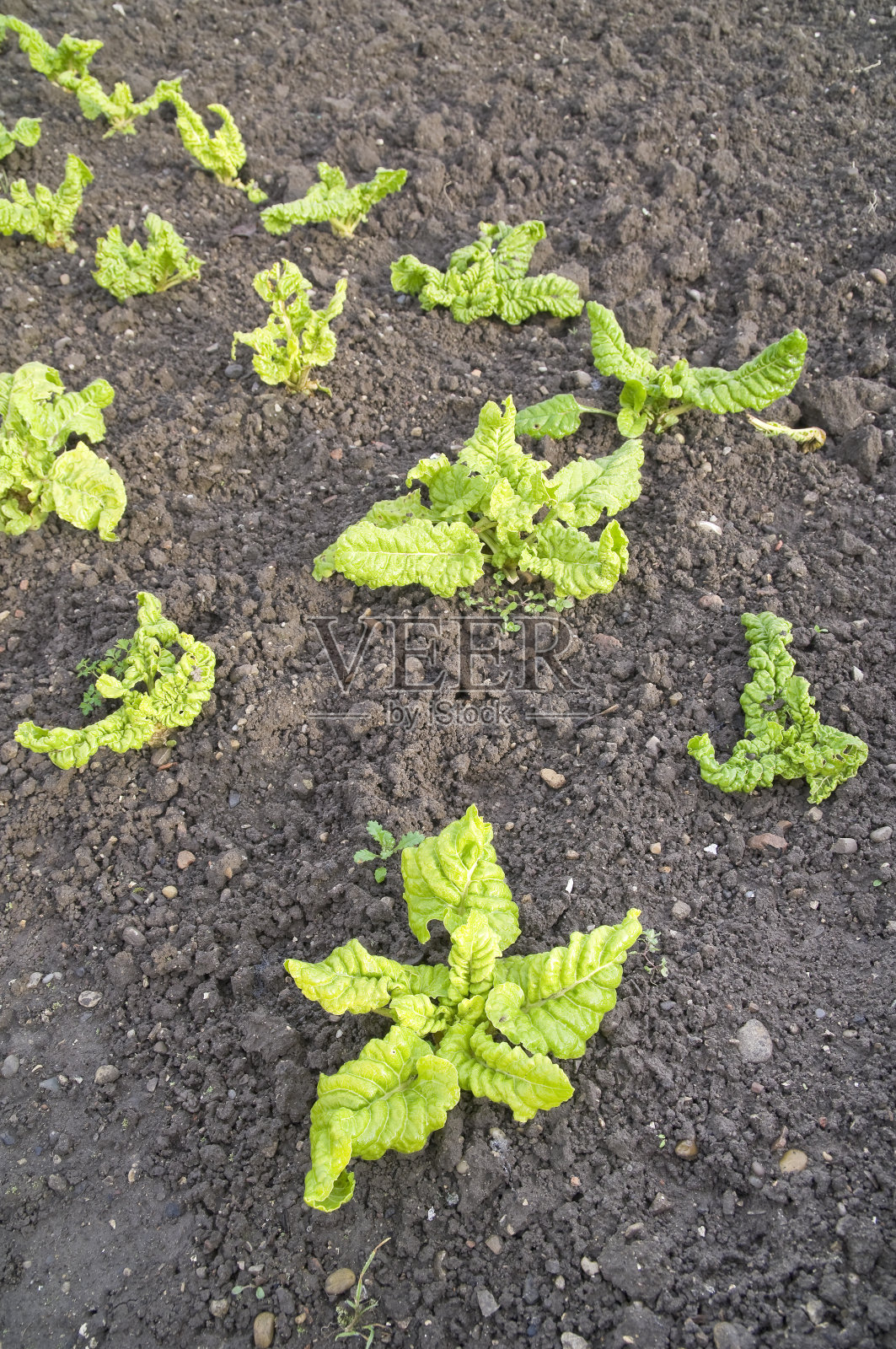 新鲜菠菜照片摄影图片