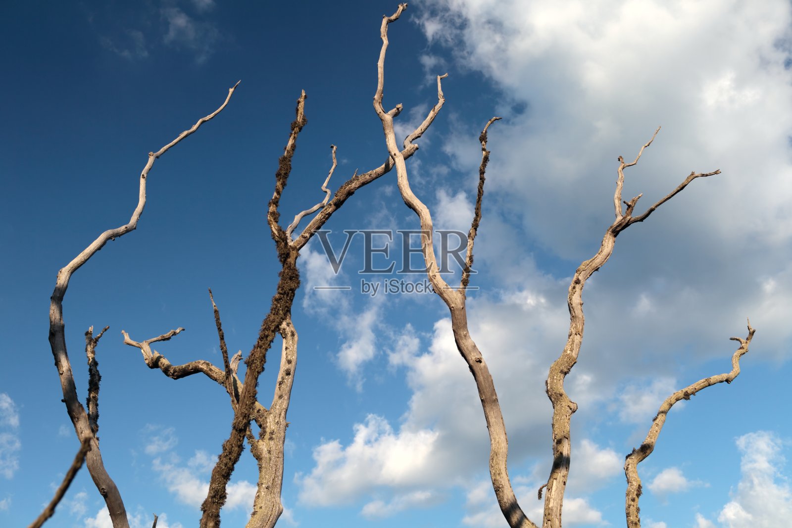 树照片摄影图片