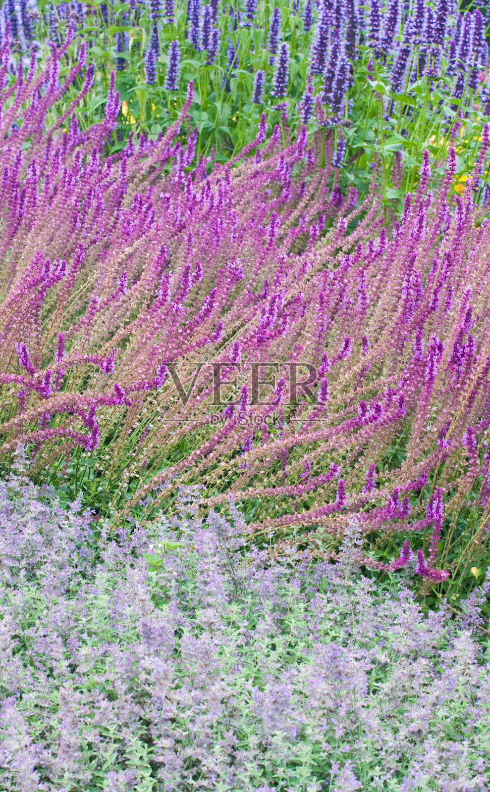 夏花照片摄影图片