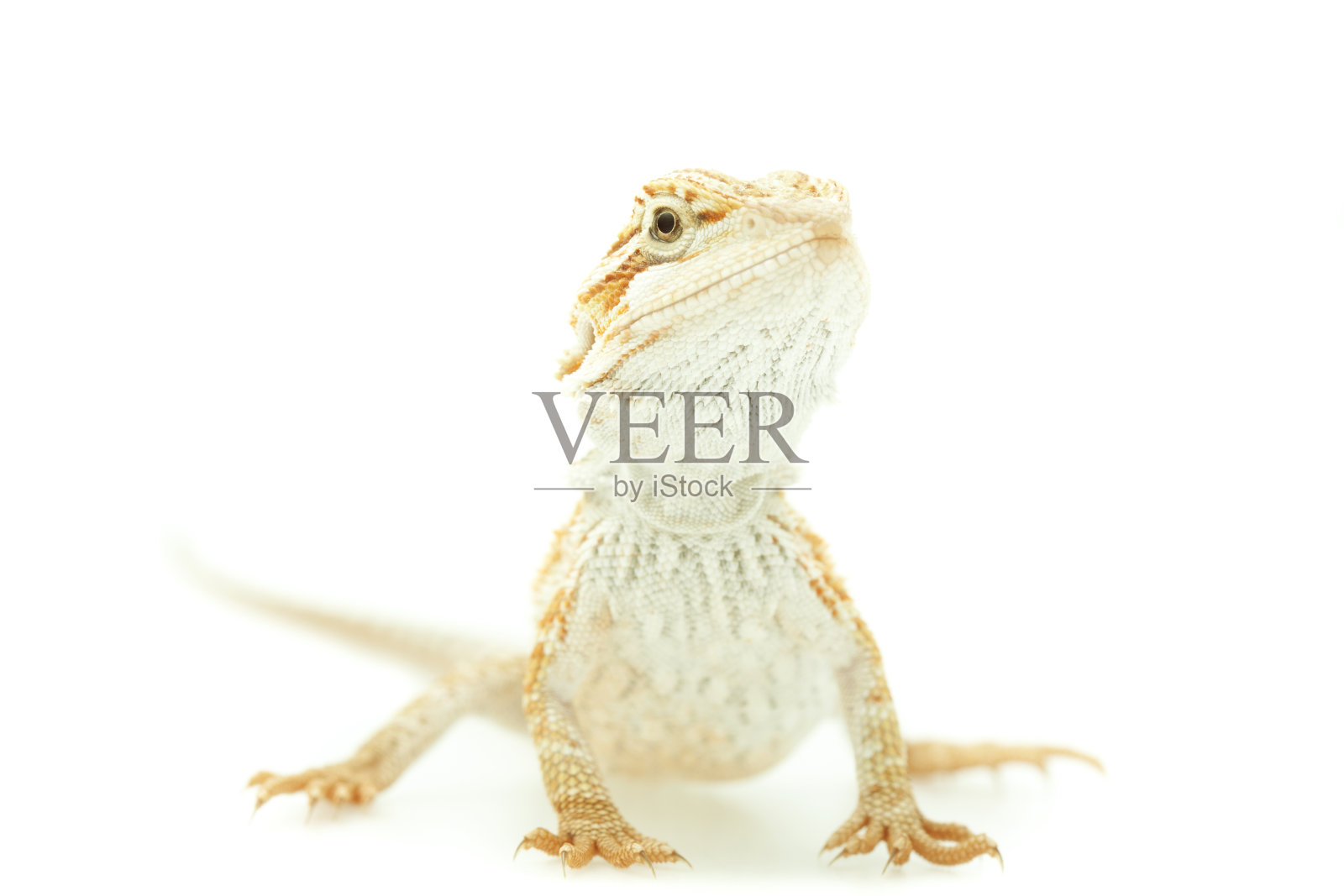 蜥蜴有髯龙孤立在白色上照片摄影图片