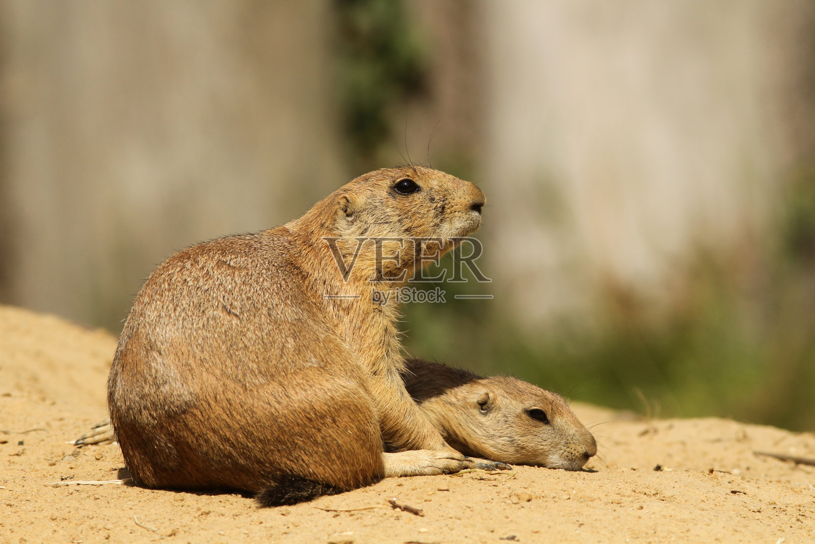 草原土拨鼠和它的孩子照片摄影图片