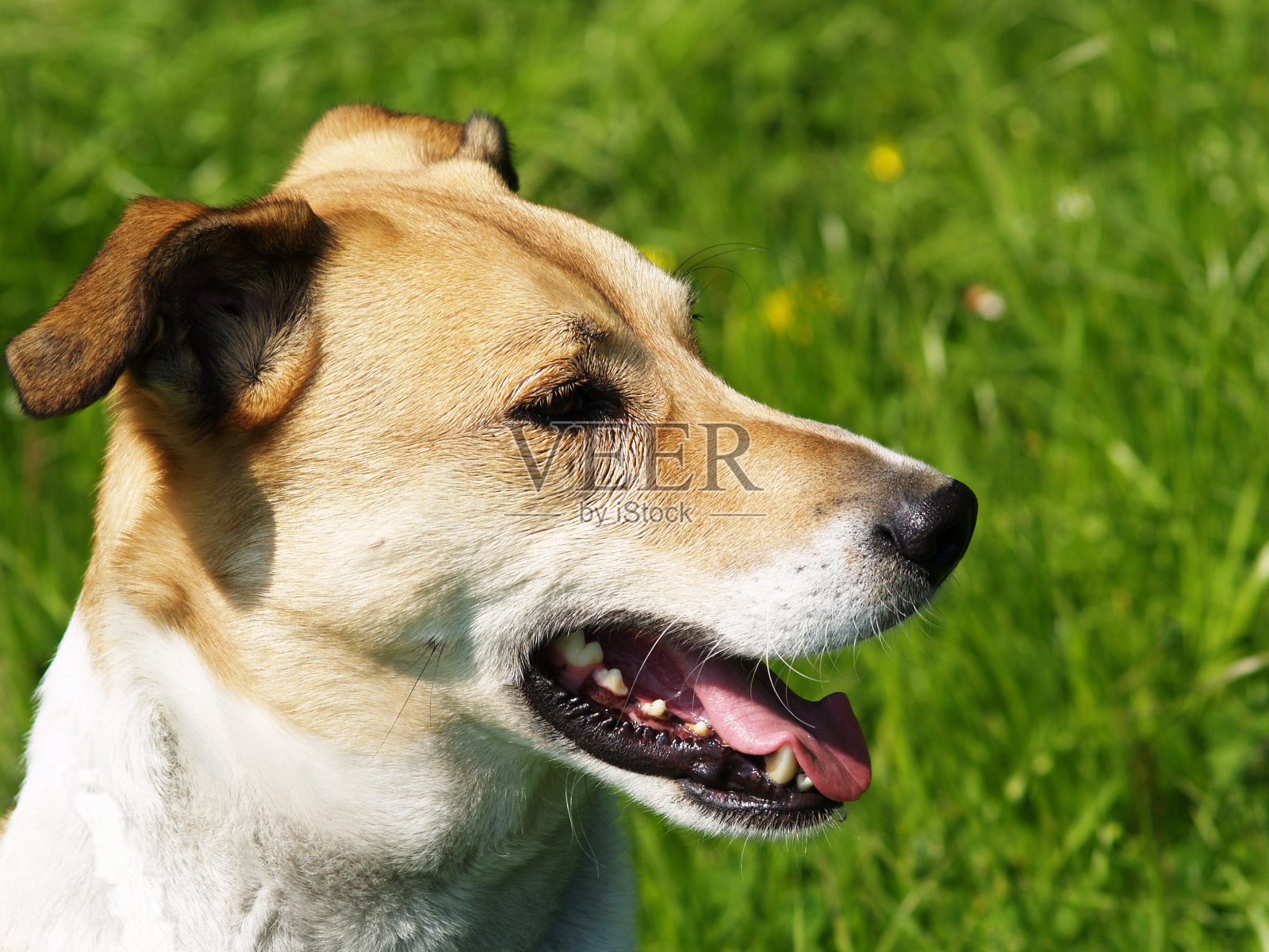 草地上的狗照片摄影图片