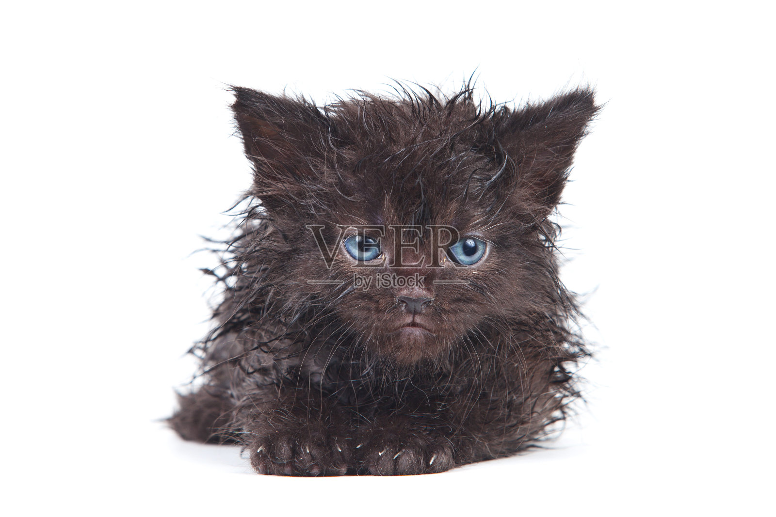 白色背景的小猫照片摄影图片