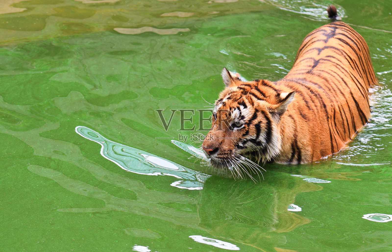 老虎照片摄影图片