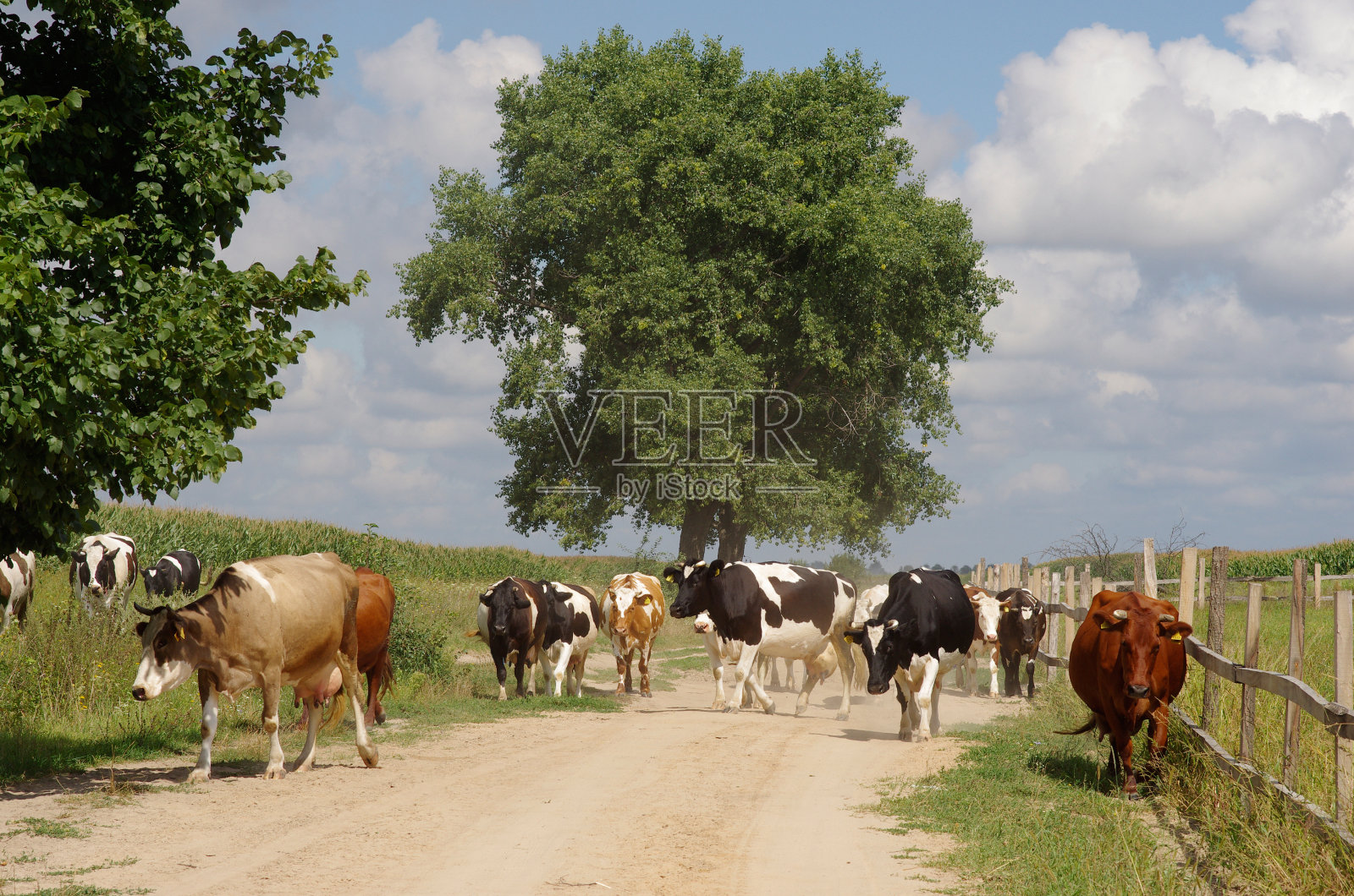 农村奶牛照片摄影图片