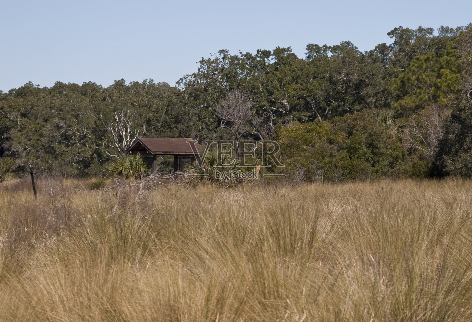 瓜纳国家野生动物保护区照片摄影图片