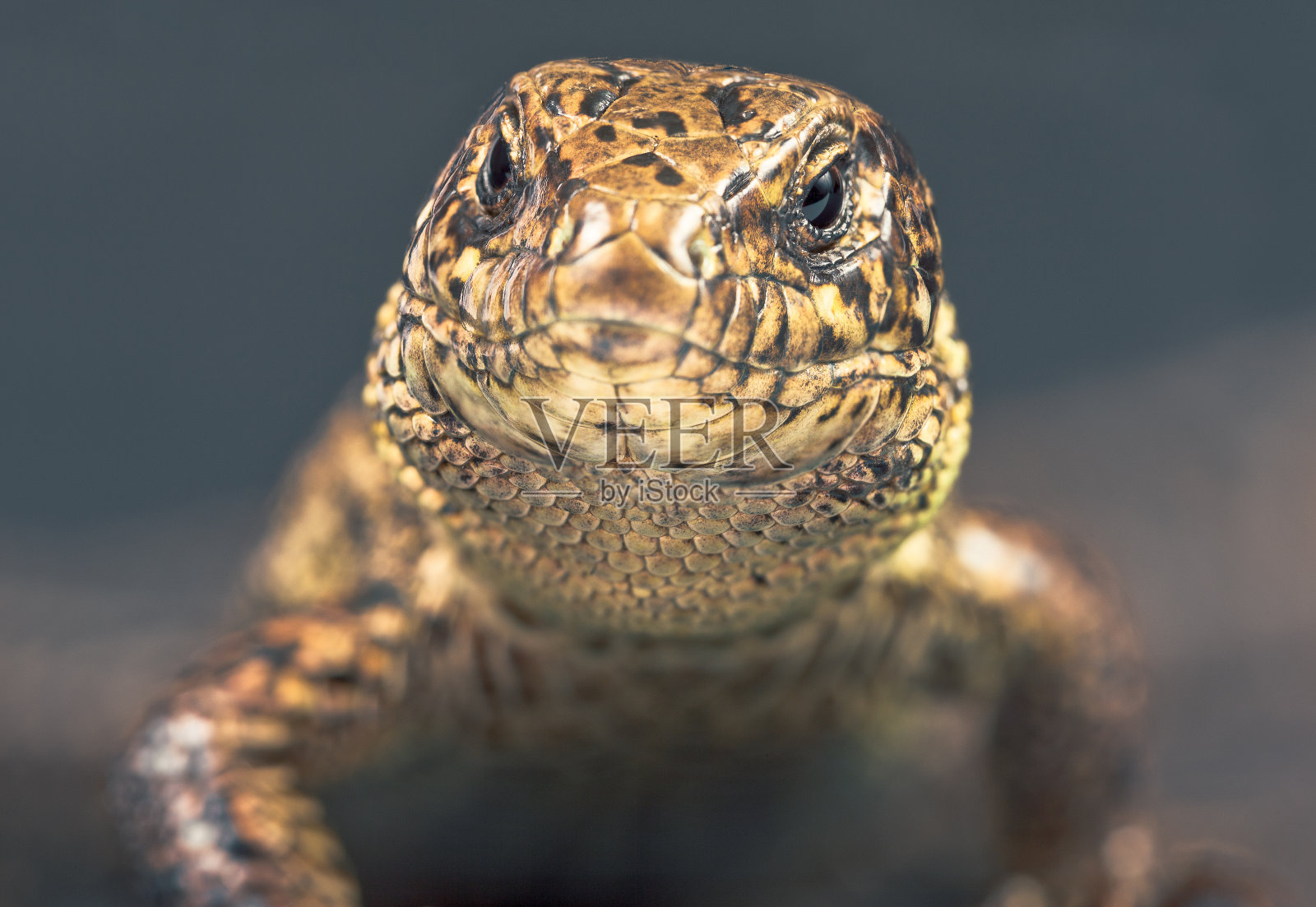 沙蜥蜴。照片摄影图片