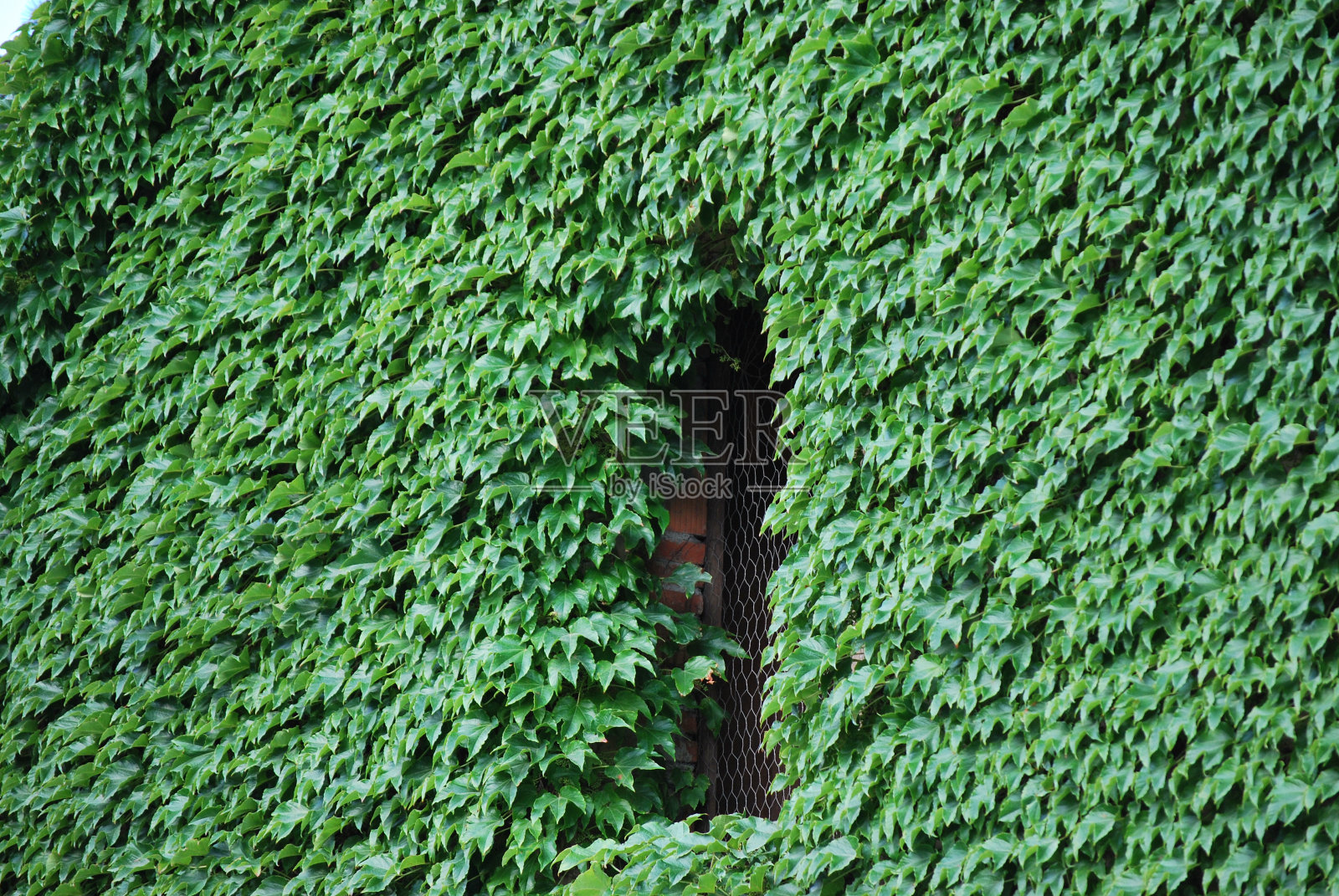 窗口照片摄影图片