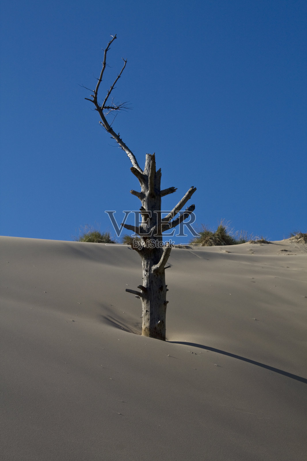 沙丘中的树照片摄影图片