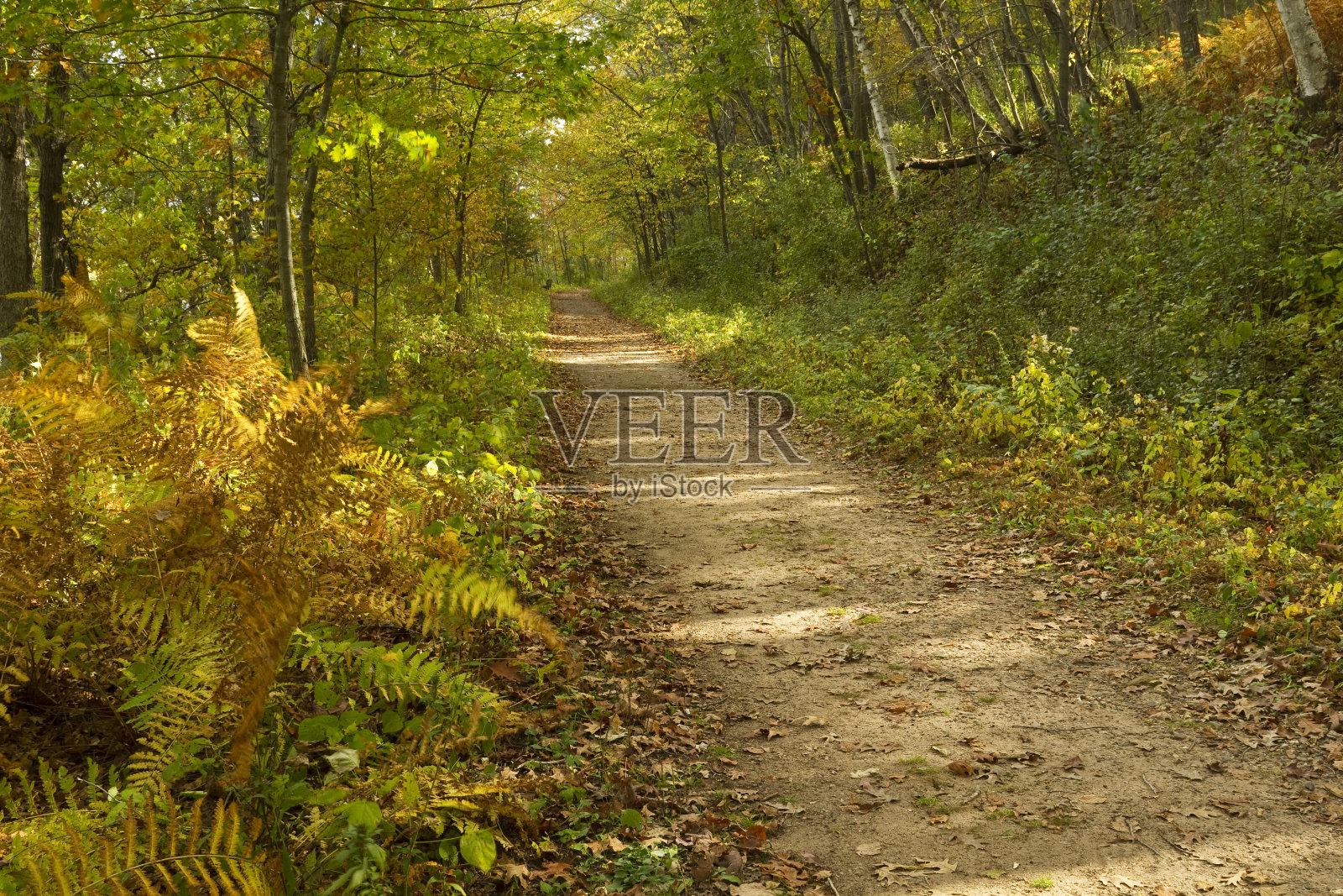 秋天小道风景照片摄影图片