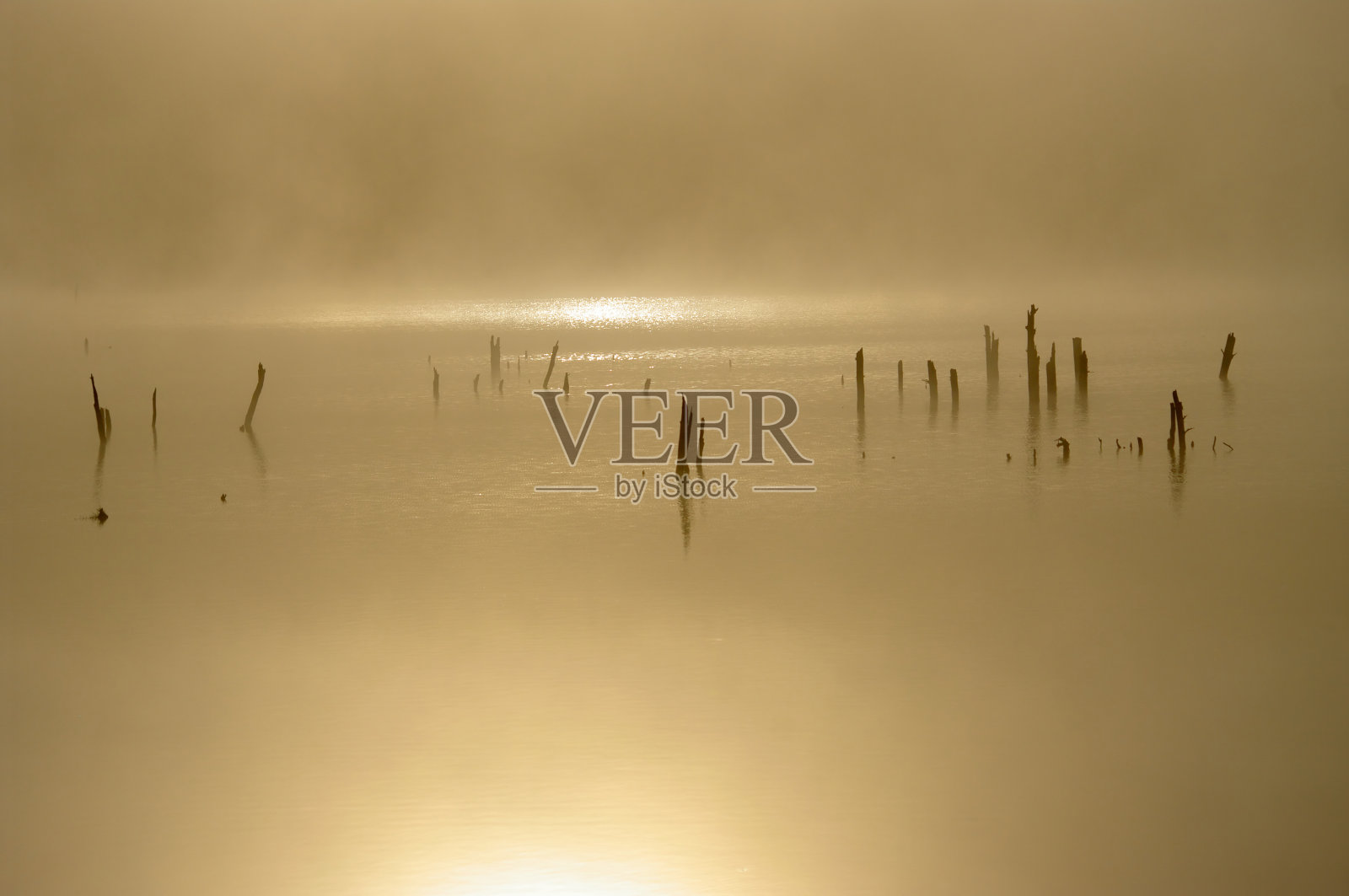 晨雾缭绕的河上有雾，还有老树。照片摄影图片