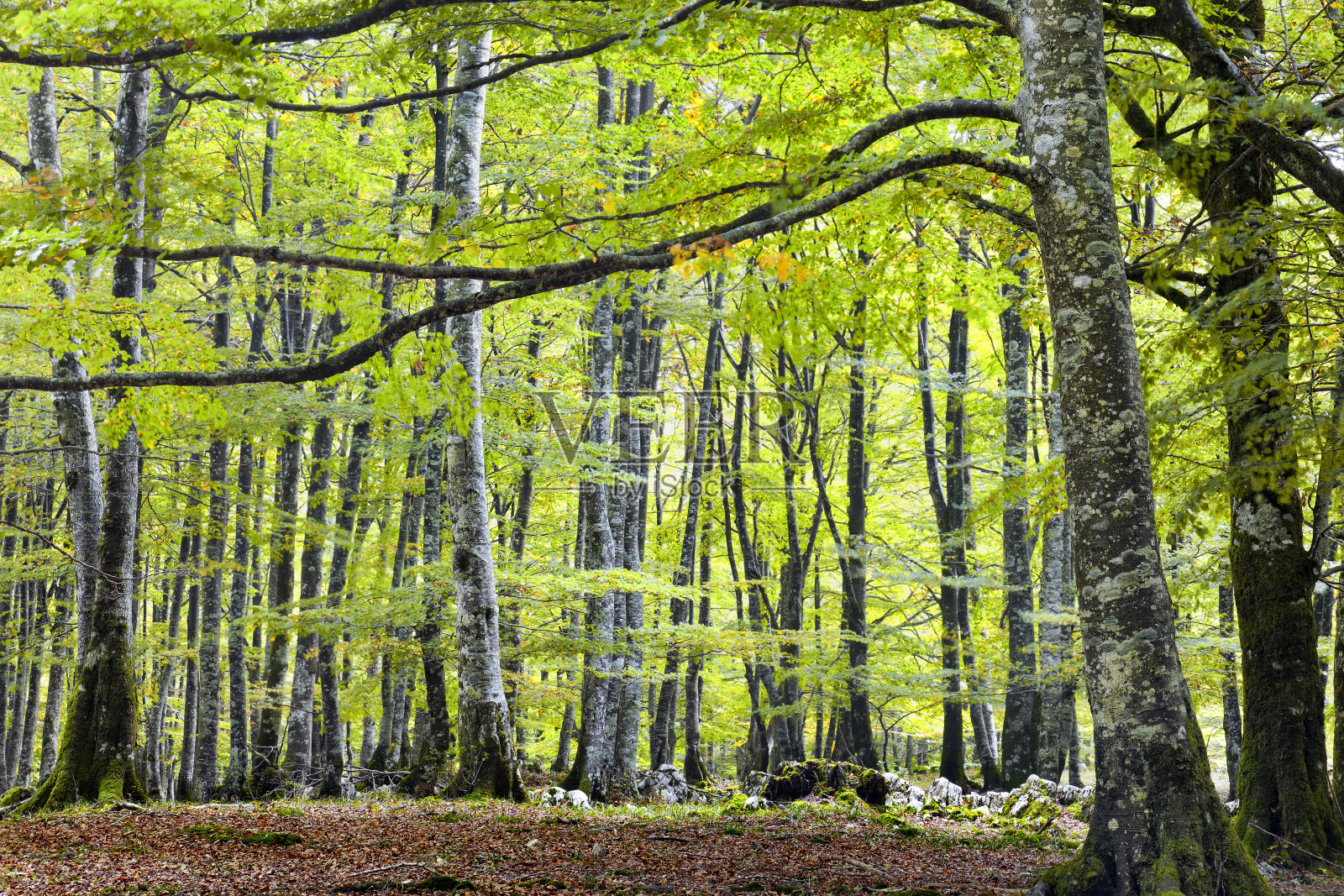 欧洲山毛榉森林照片摄影图片