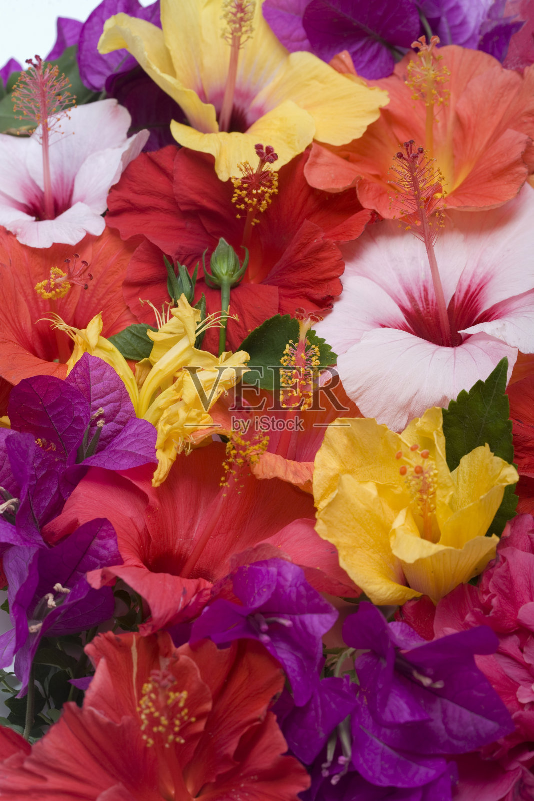 芙蓉花照片摄影图片