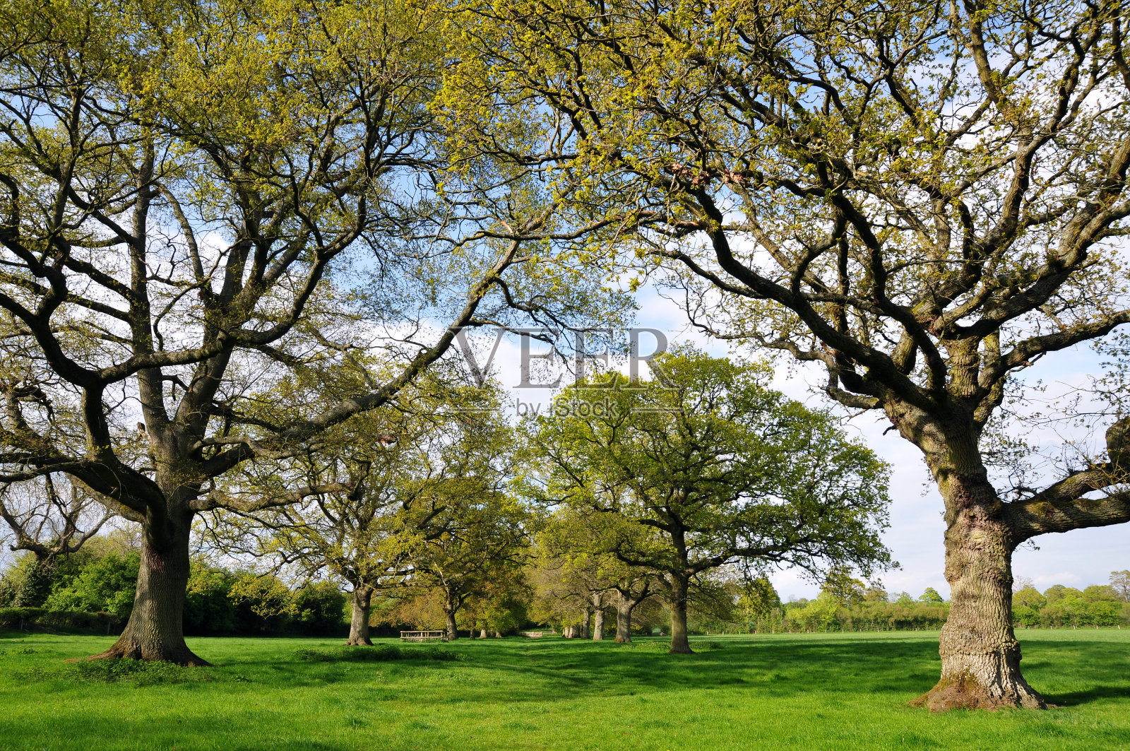 橡树大道照片摄影图片