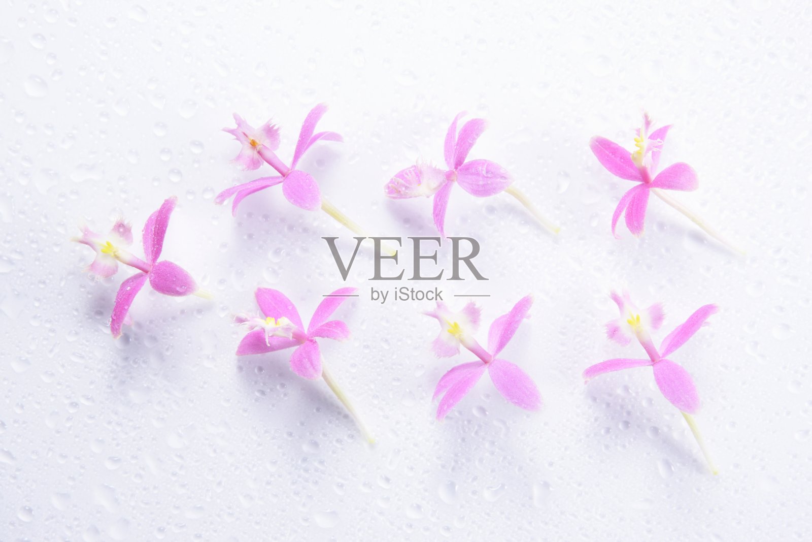 粉红色的花瓣和水珠。照片摄影图片